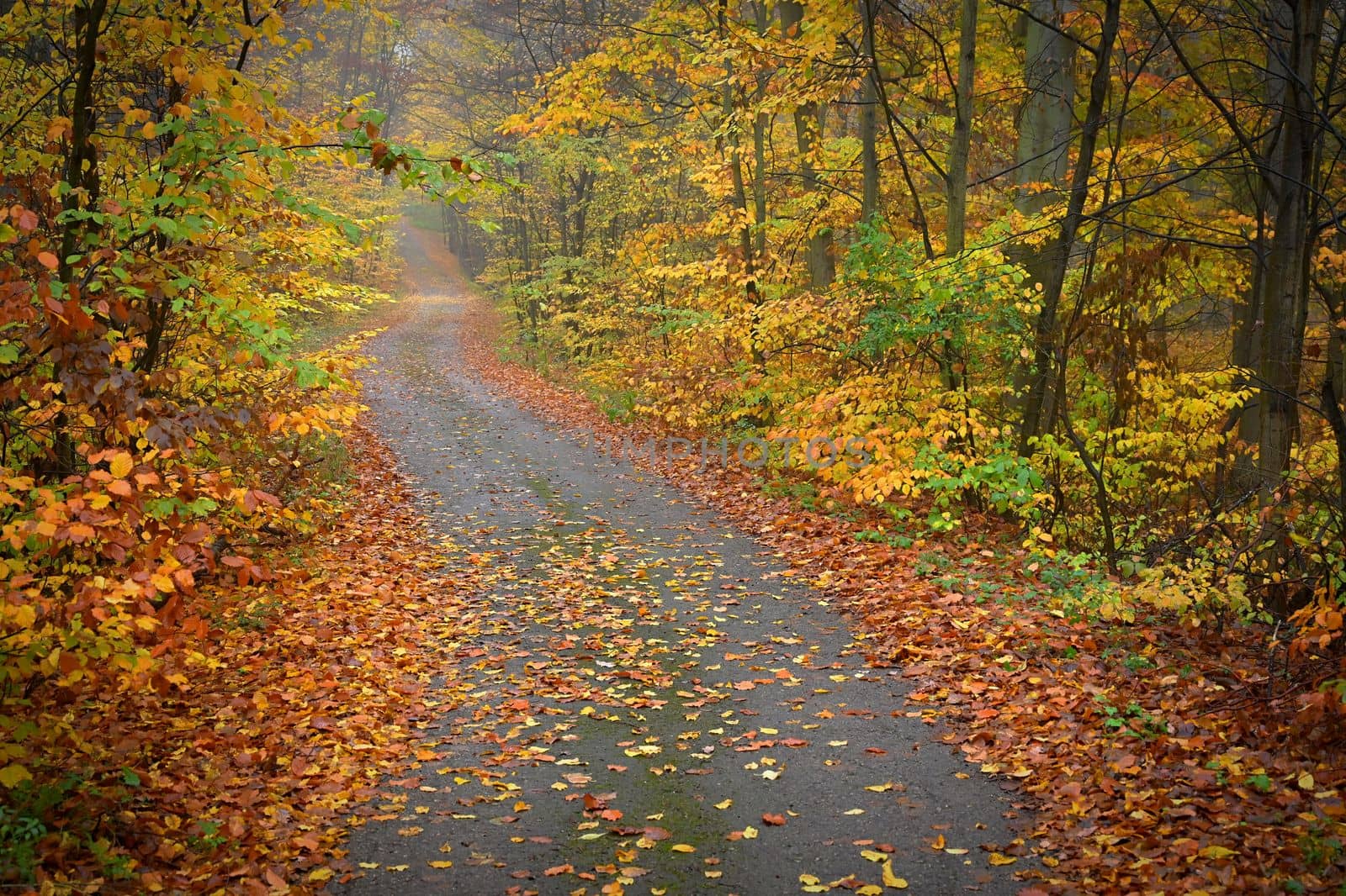 Path in the autumn landscape. Beautiful natural colorful background with leaves from trees. Nature - environment with bad rainy weather.