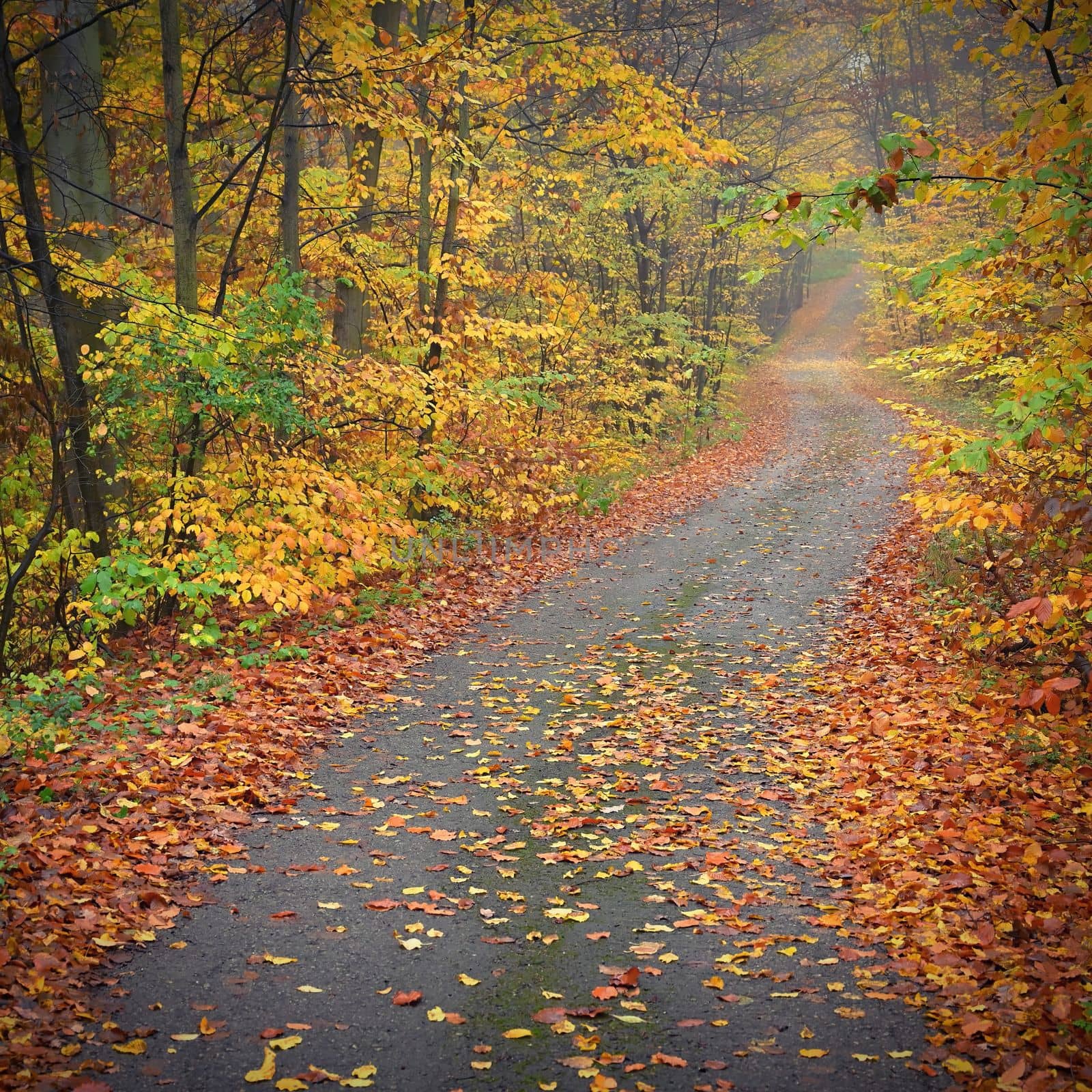 Path in the autumn landscape. Beautiful natural colorful background with leaves from trees. Nature - environment with bad rainy weather. by Montypeter