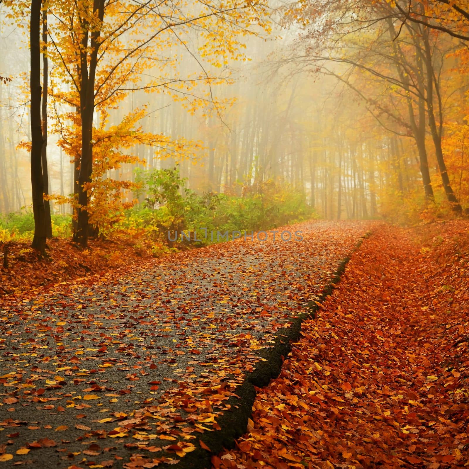 Path in the autumn landscape. Beautiful natural colorful background with leaves from trees. Nature - environment with bad rainy weather.