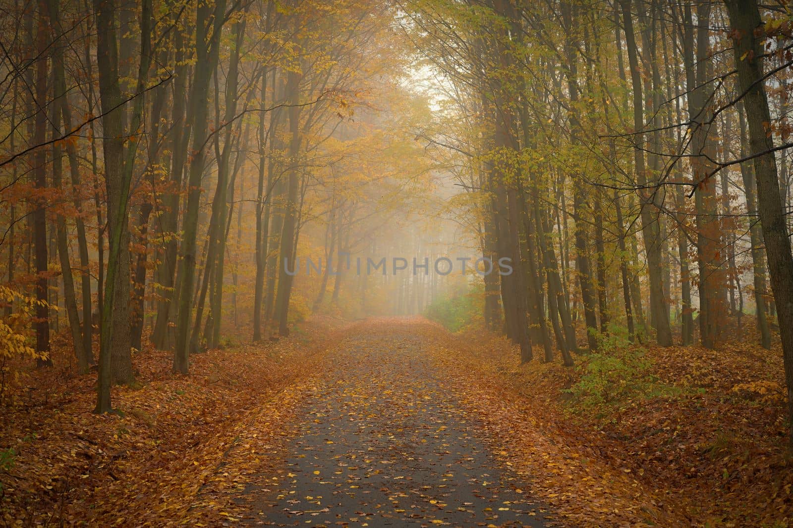 Path in the autumn landscape. Beautiful natural colorful background with leaves from trees. Nature - environment with bad rainy weather. by Montypeter