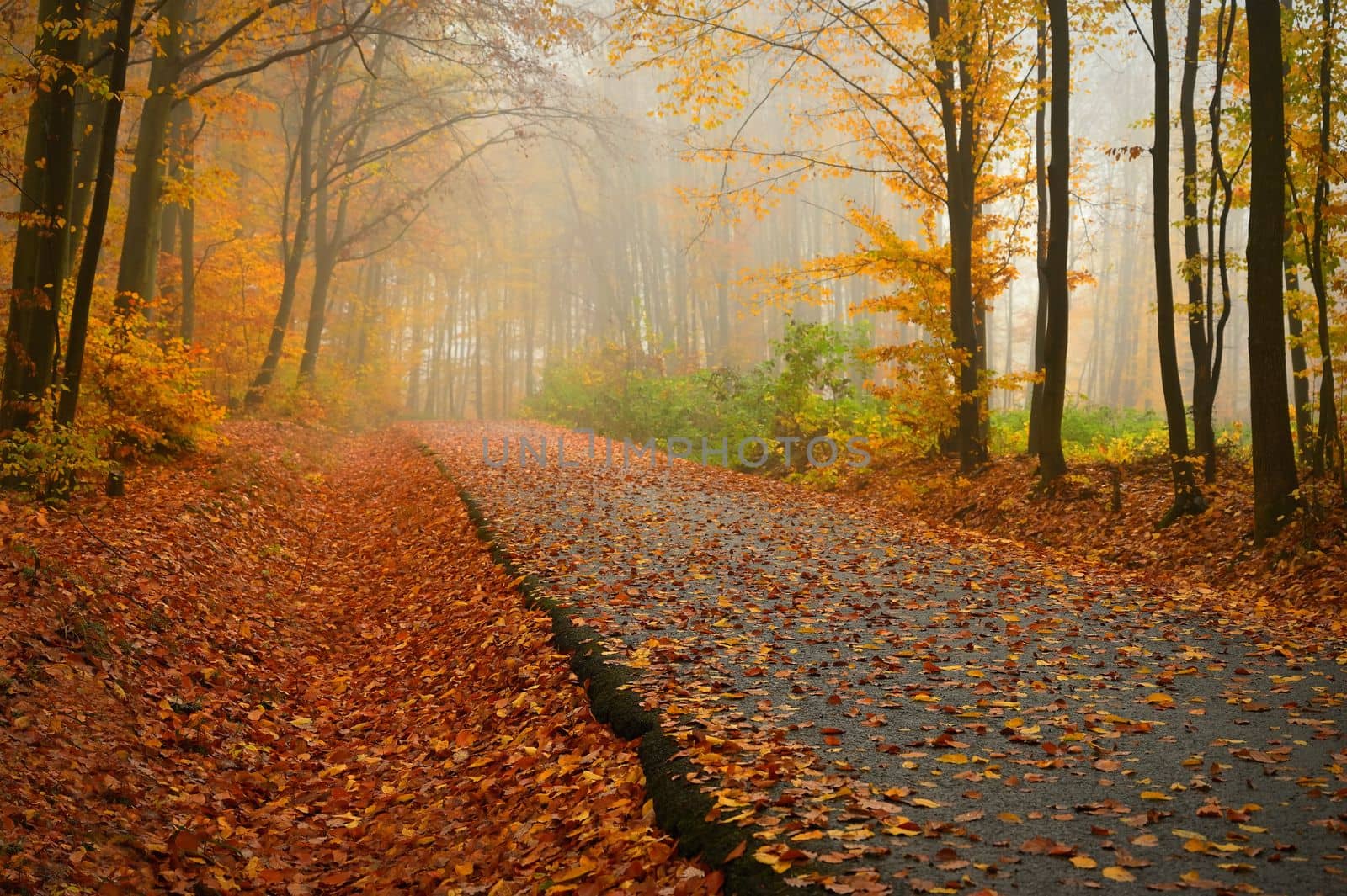 Path in the autumn landscape. Beautiful natural colorful background with leaves from trees. Nature - environment with bad rainy weather.