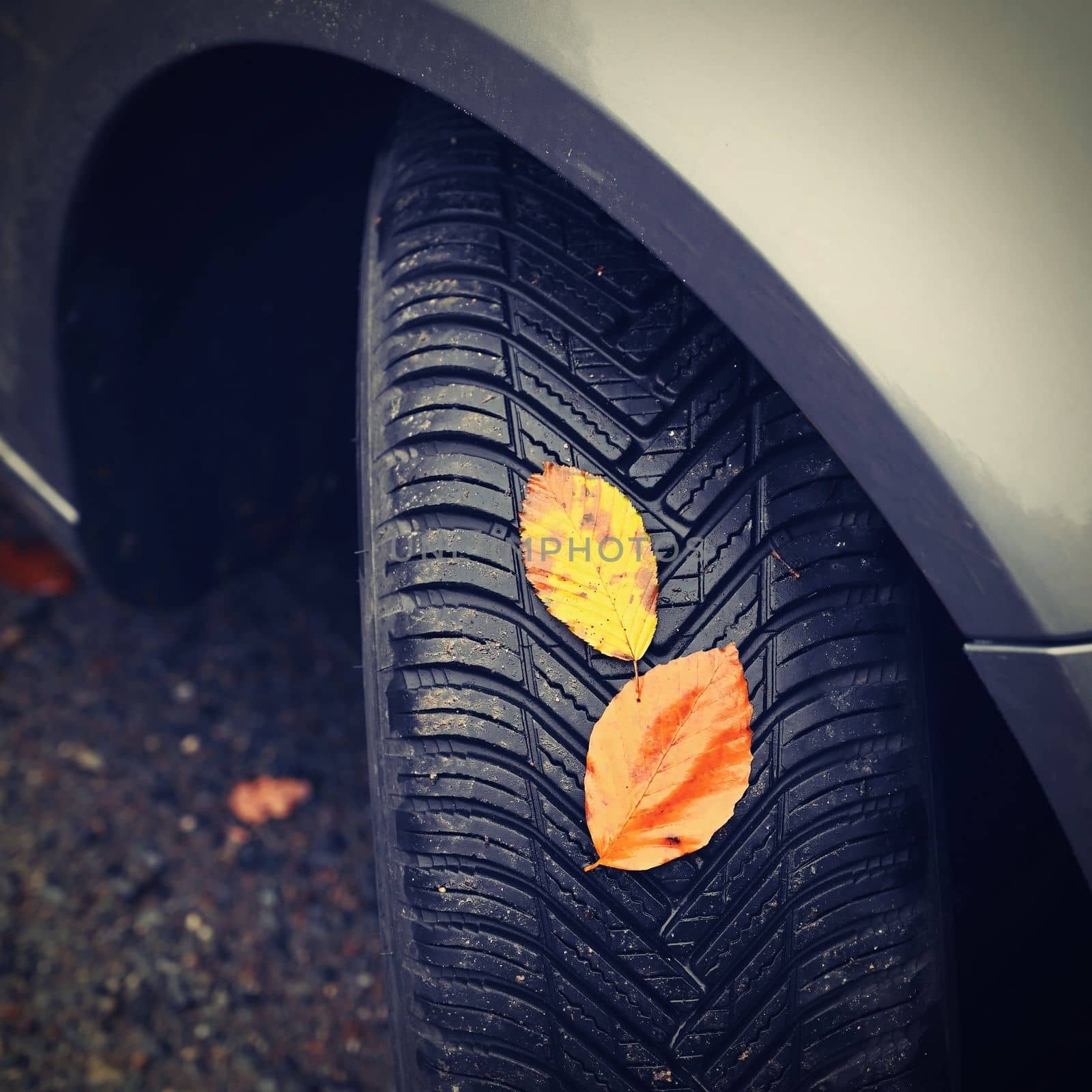 Tires with leaves and car on wet road in autumn season. Foggy and dangerous driving - concept for traffic and road safety.