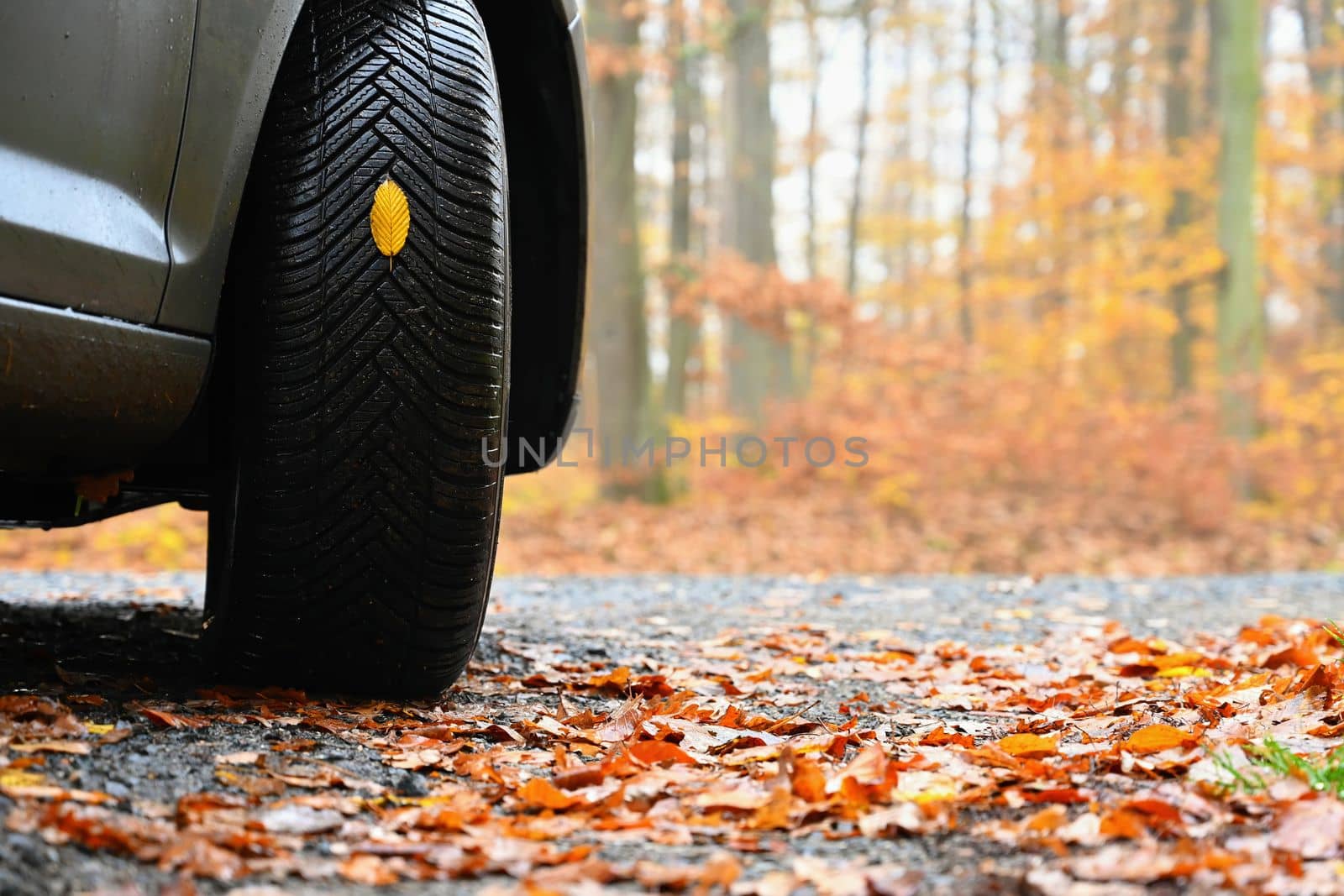 Tires with leaves and car on wet road in autumn season. Foggy and dangerous driving - concept for traffic and road safety. by Montypeter