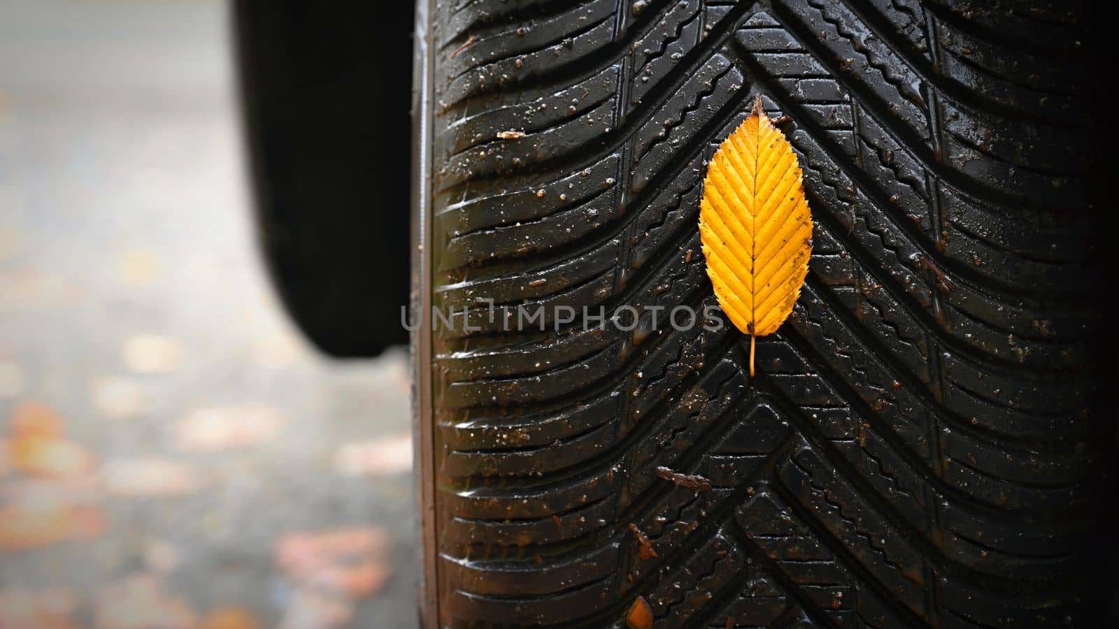 Tires with leaves and car on wet road in autumn season. Foggy and dangerous driving - concept for traffic and road safety.