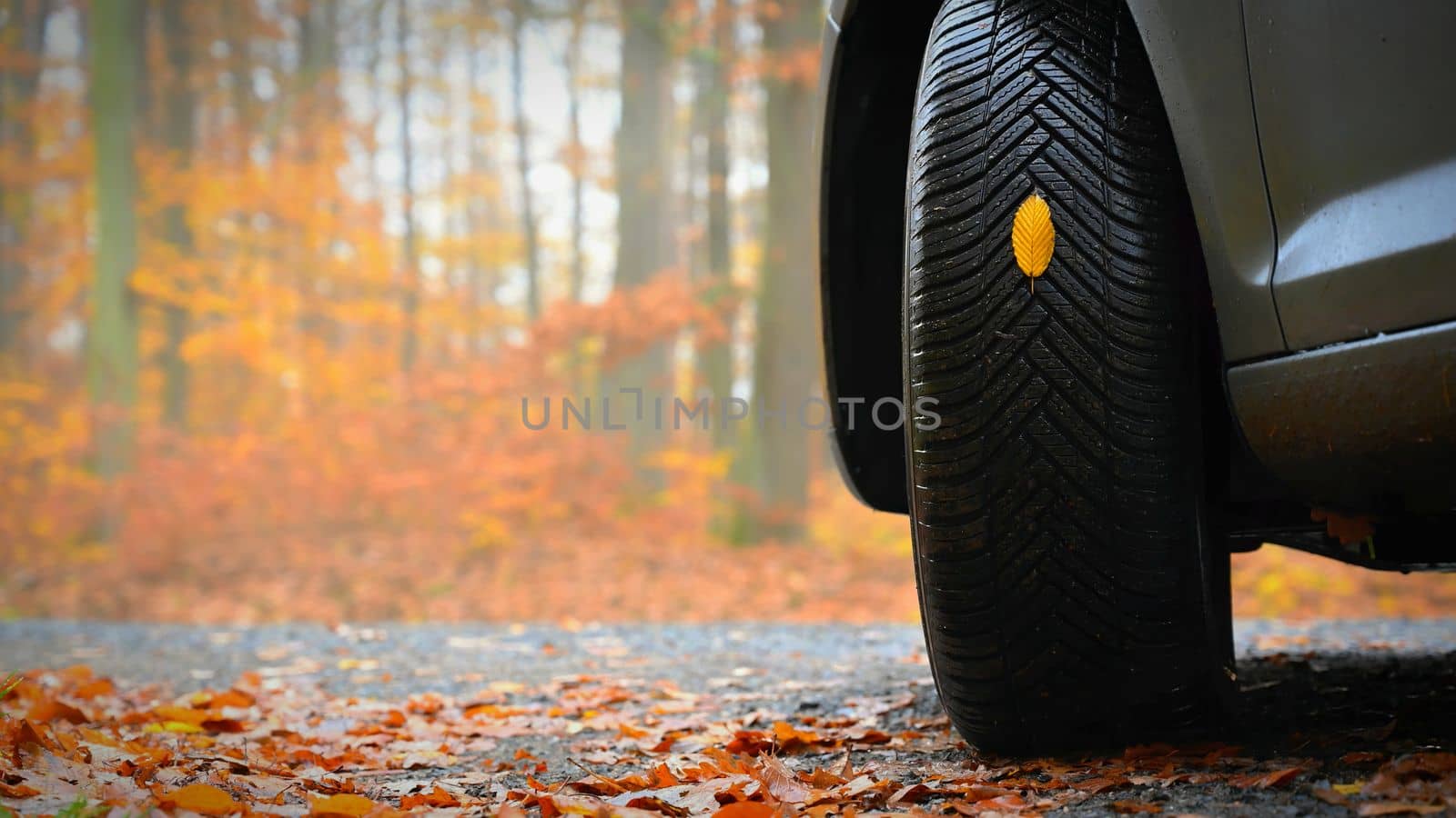 Tires with leaves and car on wet road in autumn season. Foggy and dangerous driving - concept for traffic and road safety.