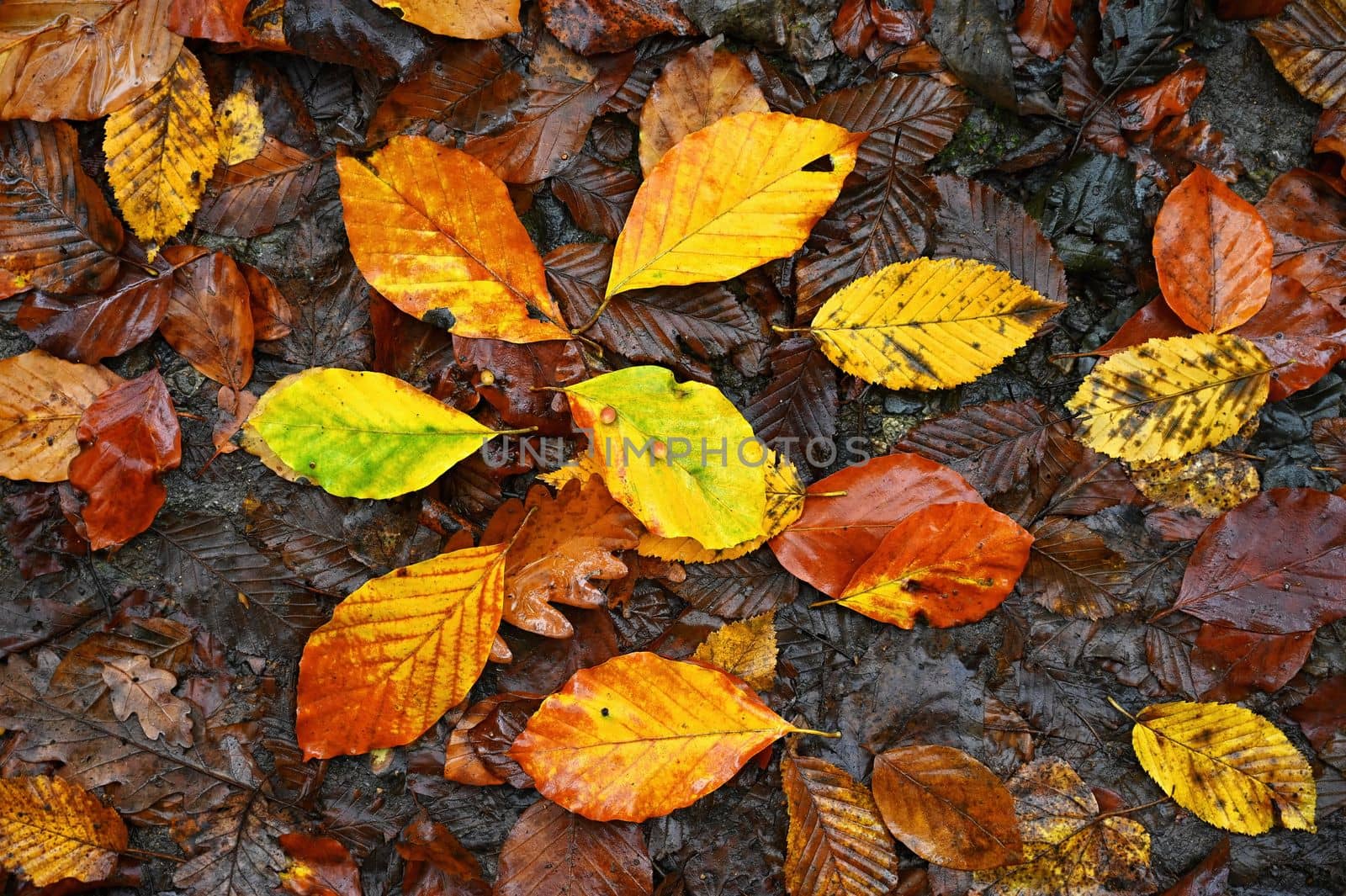 Autumn background. Beautiful colorful leaves from a tree. Fall time in the nature. by Montypeter