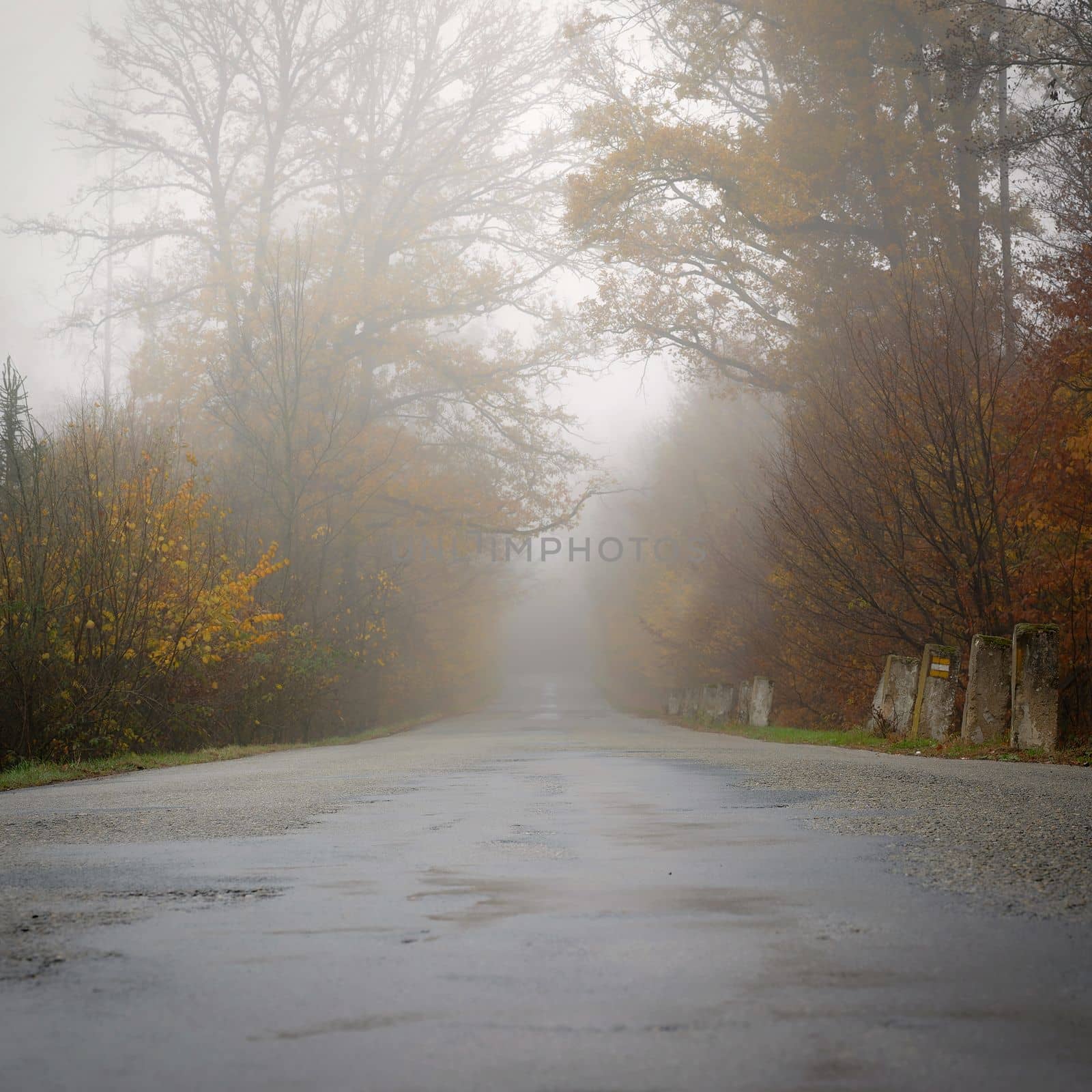Road in autumn. Foggy and dangerous car driving in the winter season. Bad weather with rain and traffic on the road. Concept for traffic and road safety. by Montypeter