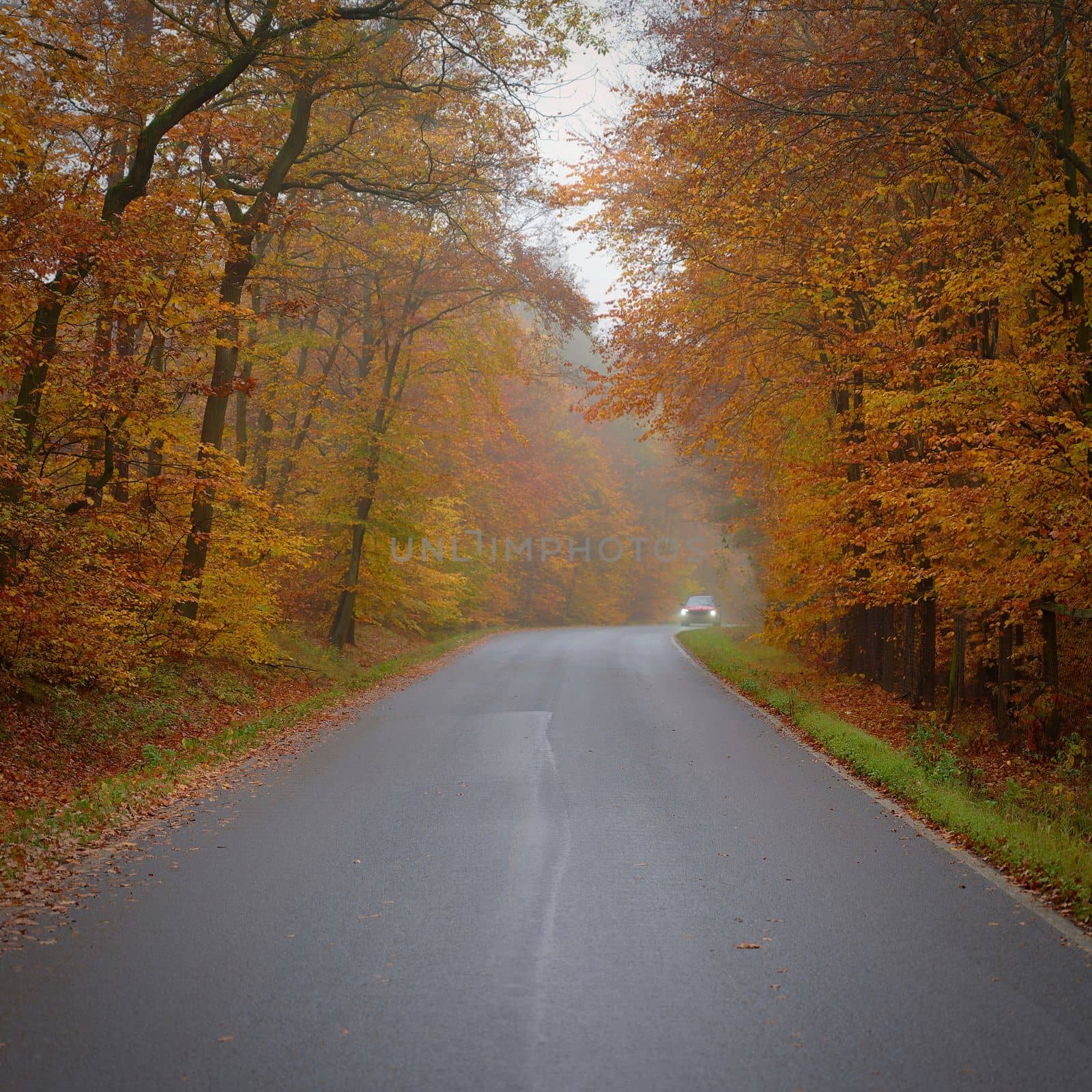 Road in autumn. Foggy and dangerous car driving in the winter season. Bad weather with rain and traffic on the road. Concept for traffic and road safety.