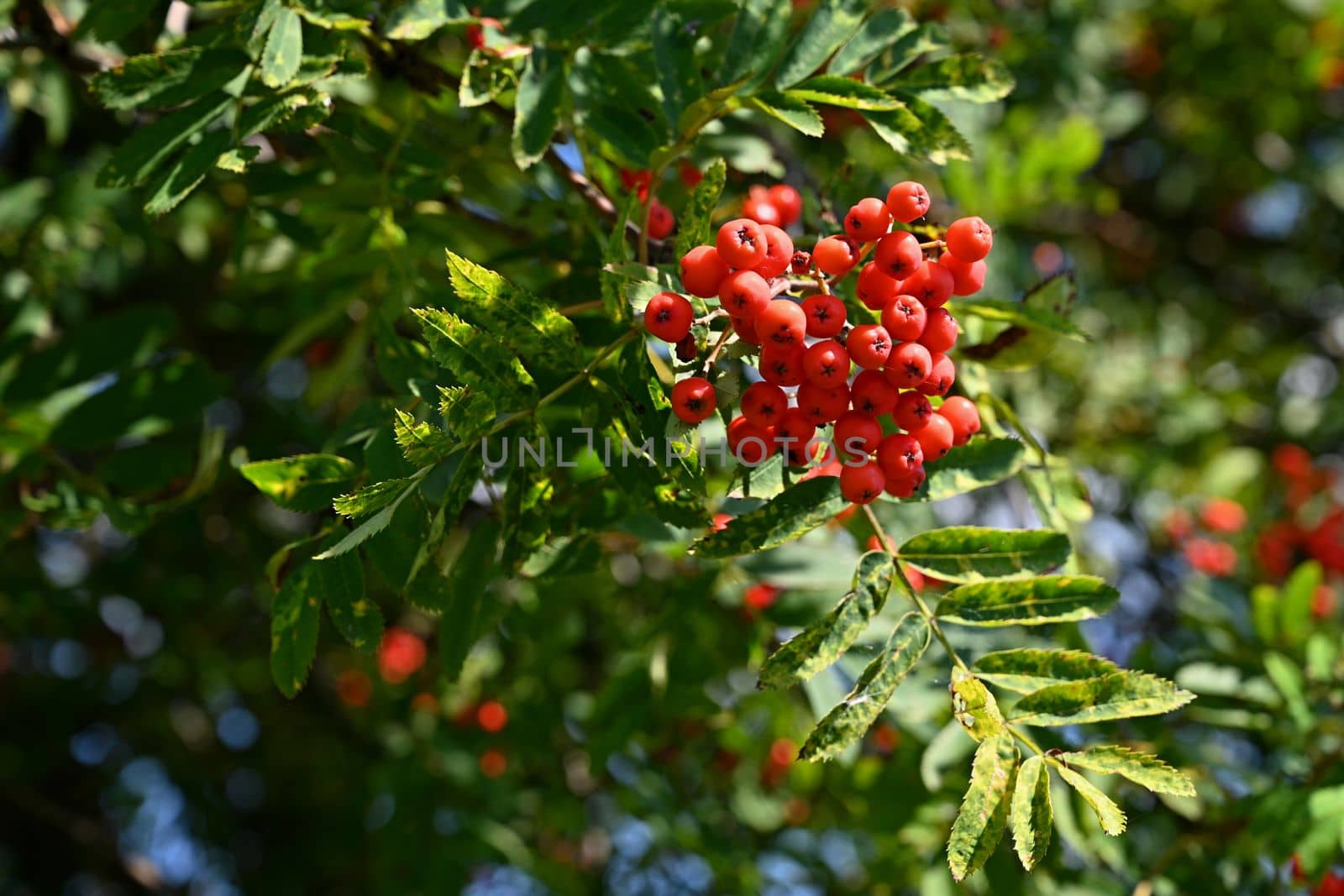 Beautiful autumn nature concept. A tree with red fruits - rowanberries. (Sorbus torminalis) by Montypeter