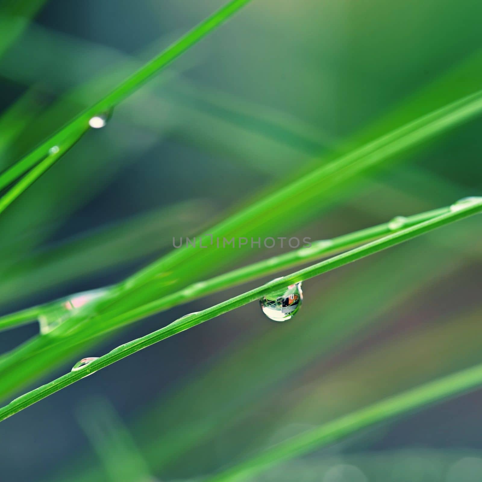 Nature - dew in the grass. Fresh green concept and abstract colorful background. by Montypeter