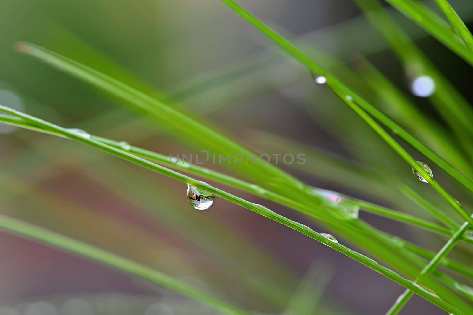 Nature - dew in the grass. Fresh green concept and abstract colorful background.