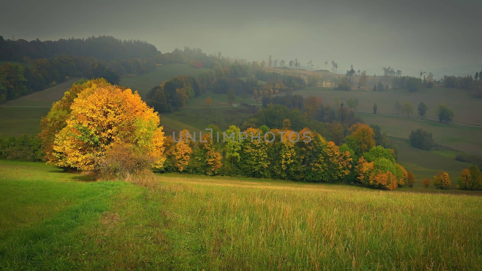 Beautiful autumn landscape with colorful trees. Nature background with fog and rural landscape.