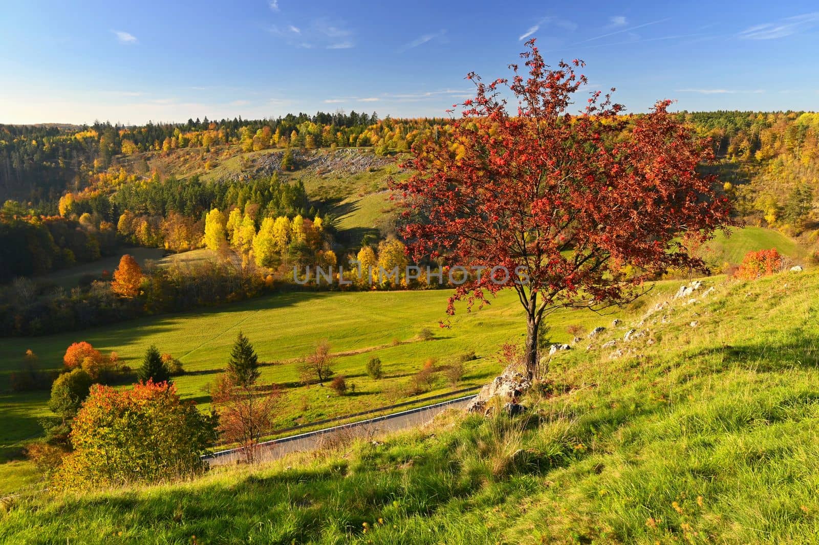 Beautiful autumn nature with landscape in the Czech Republic. Colorful trees with blue sky and sun. Background for fall and environment.