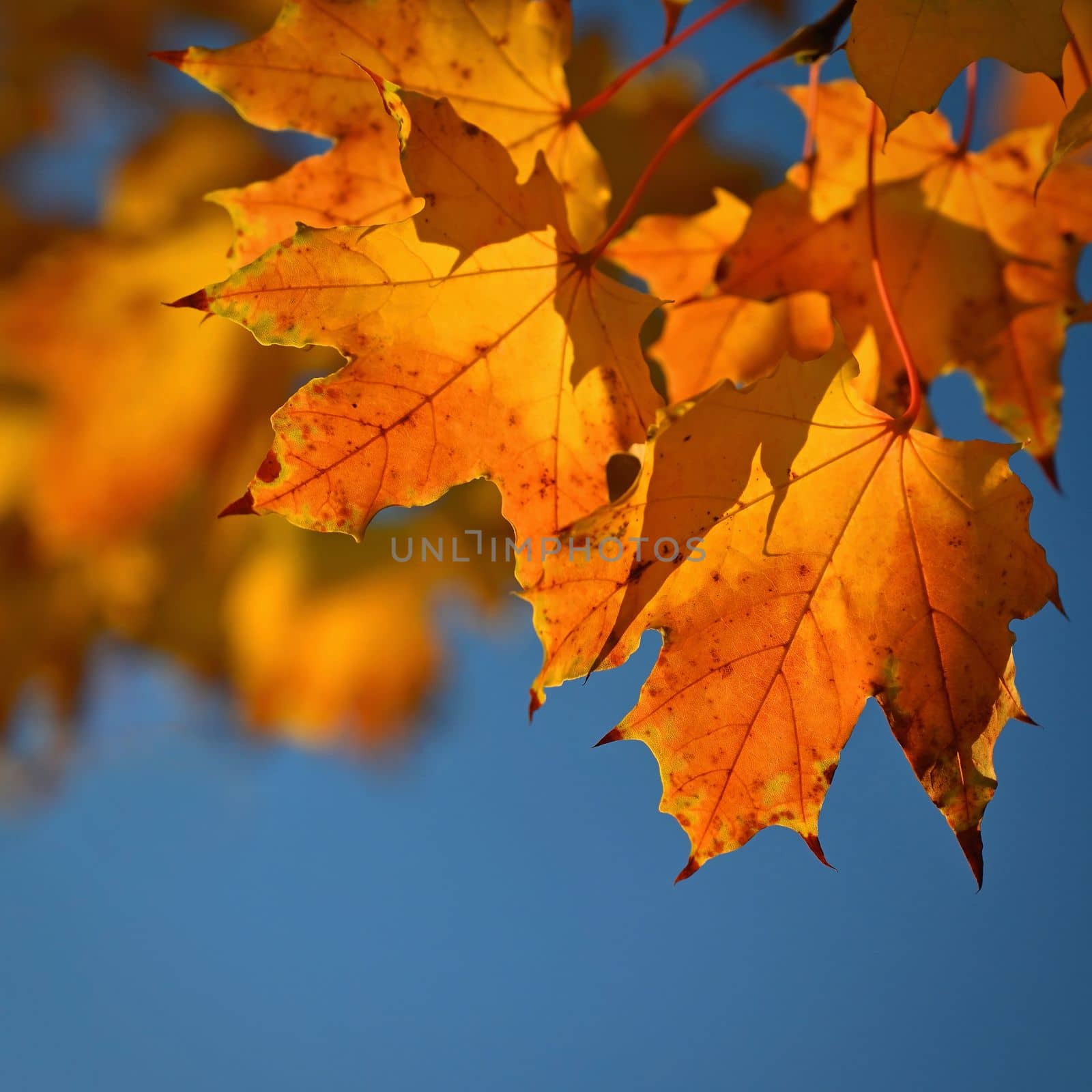 Autumn. Beautiful colorful leaves on trees in autumn time. Natural seasonal color background for fall.  by Montypeter