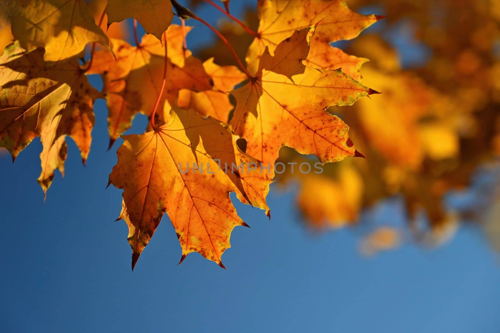 Autumn. Beautiful colorful leaves on trees in autumn time. Natural seasonal color background for fall. 