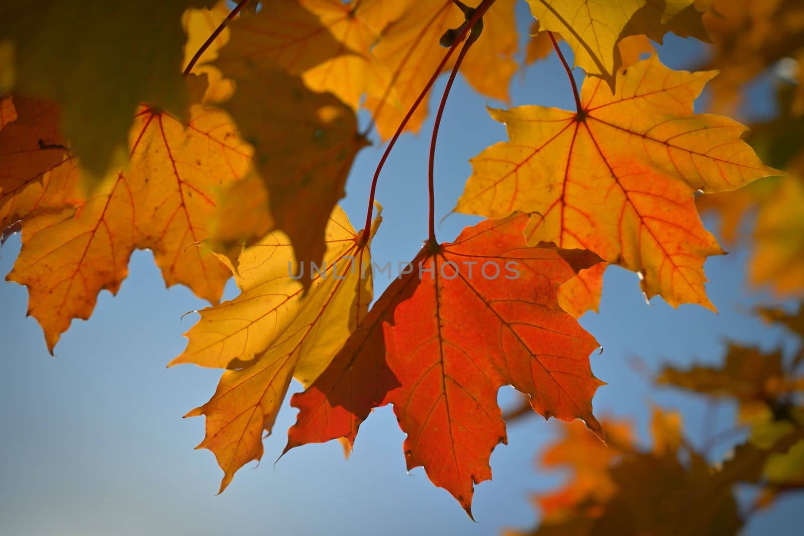 Autumn. Beautiful colorful leaves on trees in autumn time. Natural seasonal color background for fall.  by Montypeter