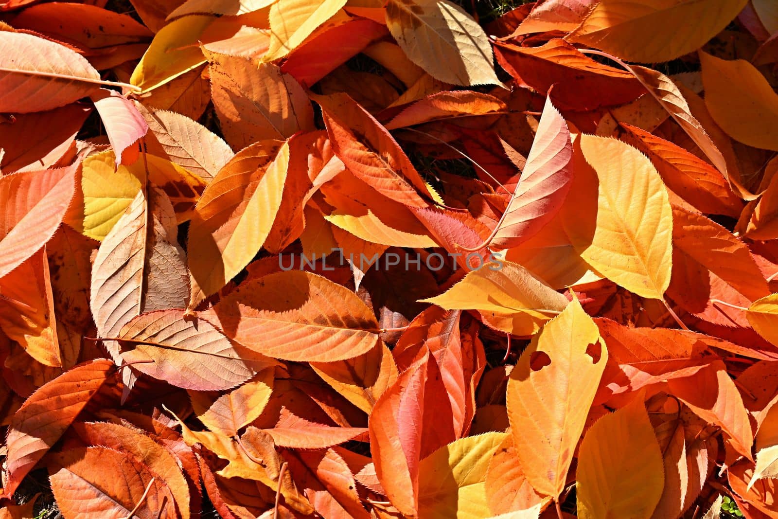 Autumn background. Beautiful colorful leaves from a tree. Fall time in the nature. by Montypeter