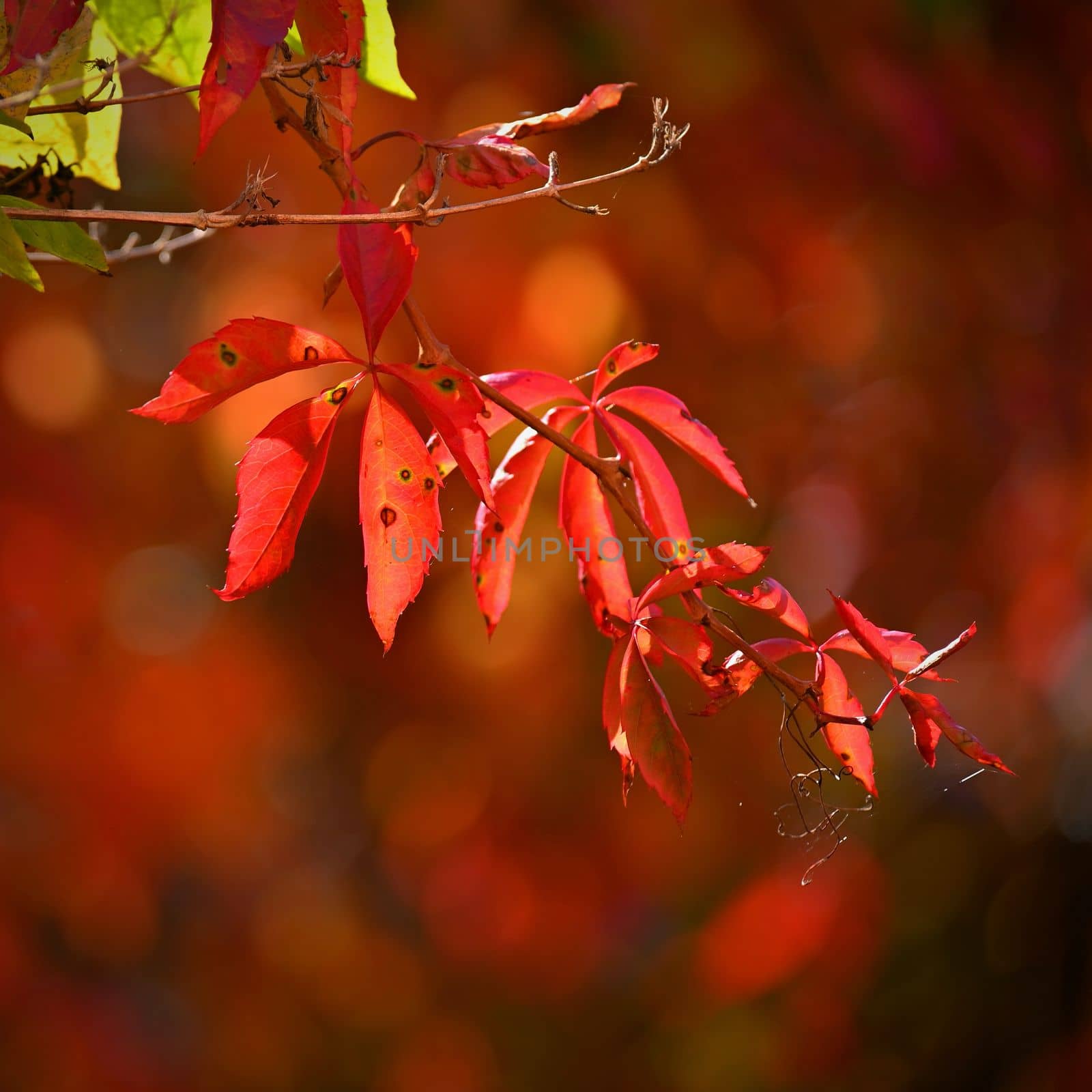  Red leaf. Autumn background. Beautiful colorful leaves from a tree. Fall time in the nature.