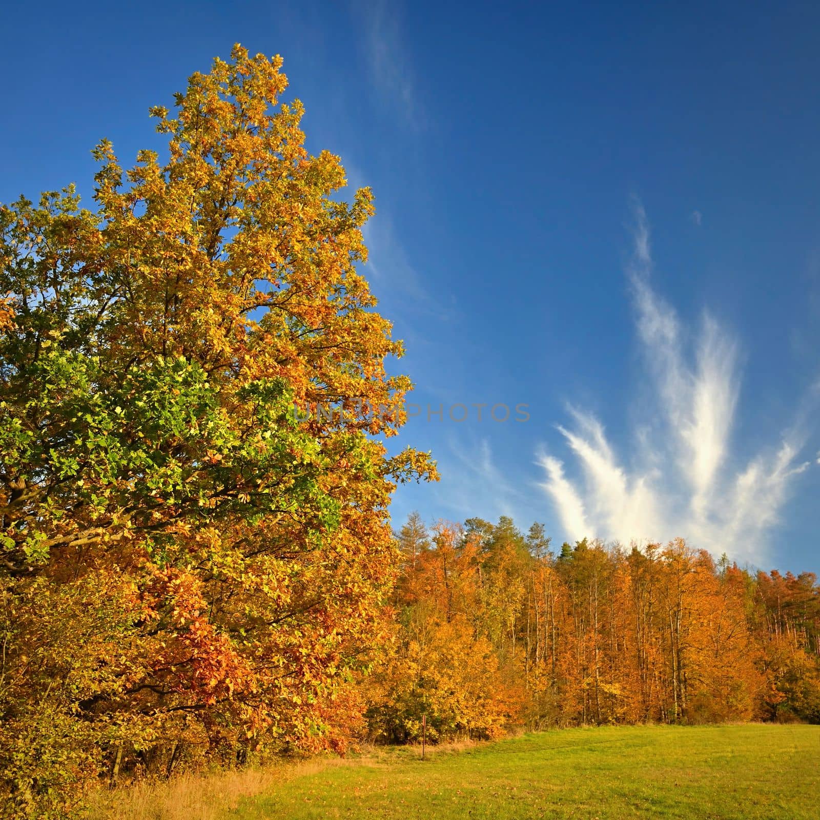 Autumn time. Beautiful landscape with colorful trees. Outdoor natural background for fall time.