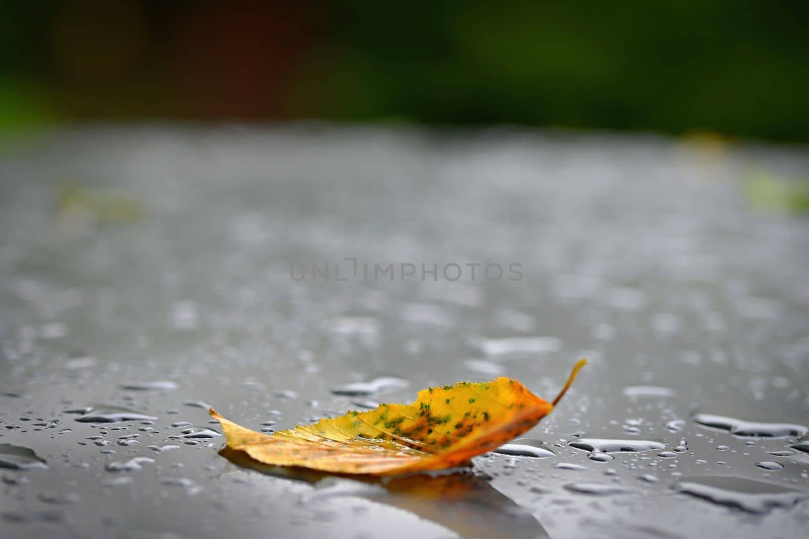 Autumn background. Beautiful colorful leaves from a tree. Fall time in the nature. Water drops - concept for rainy season.