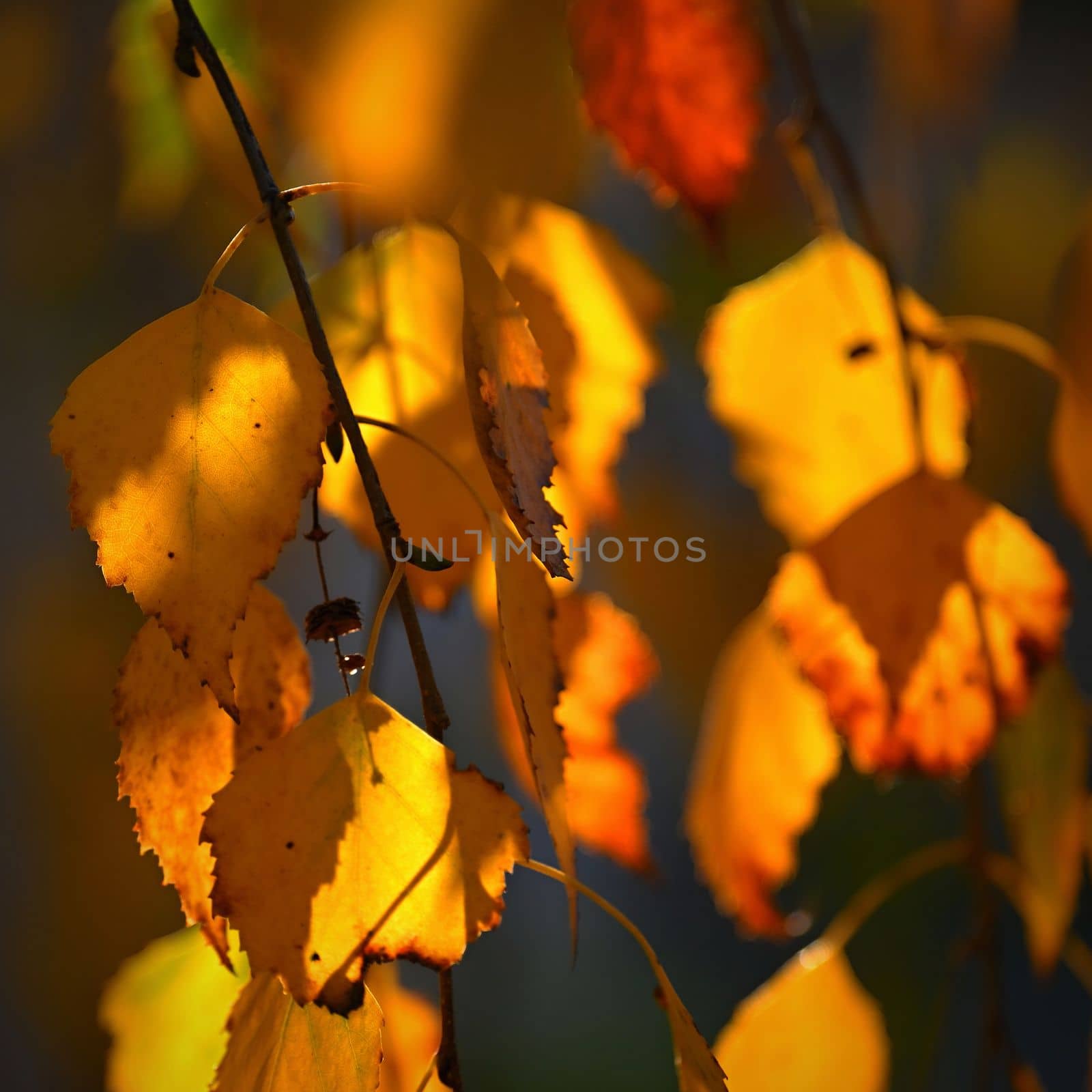 Autumn background. Beautiful colorful leaves from a tree. Fall time in the nature. by Montypeter