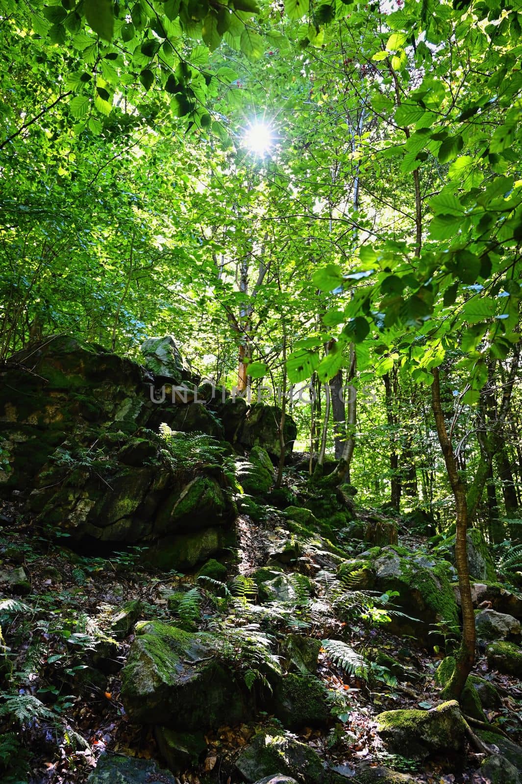 Beautiful nature with forest and sun. Green background - concept for environment and landscape. by Montypeter