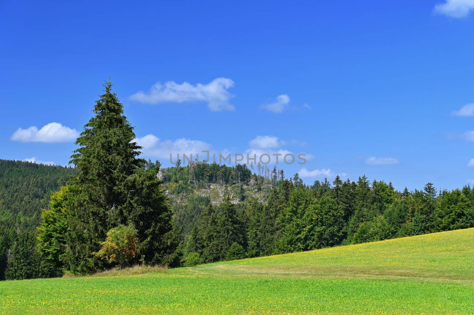 Beautiful summer landscape with nature. Meadow with forest and blue sky on a sunny day. Highlands - Czech Republic by Montypeter