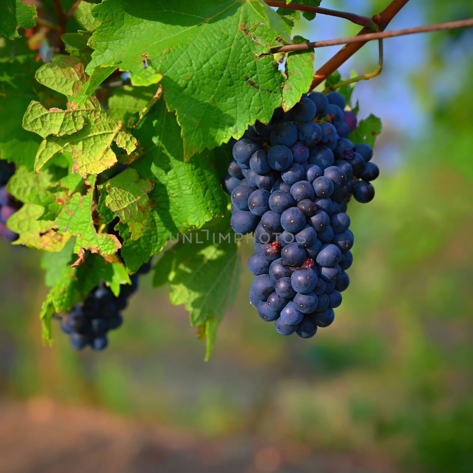 Beautiful fresh fruit - grapes growing in a vineyard. Harvest time - autumn fruit collection. South Moravian wine region - Palava - Czech Republic.