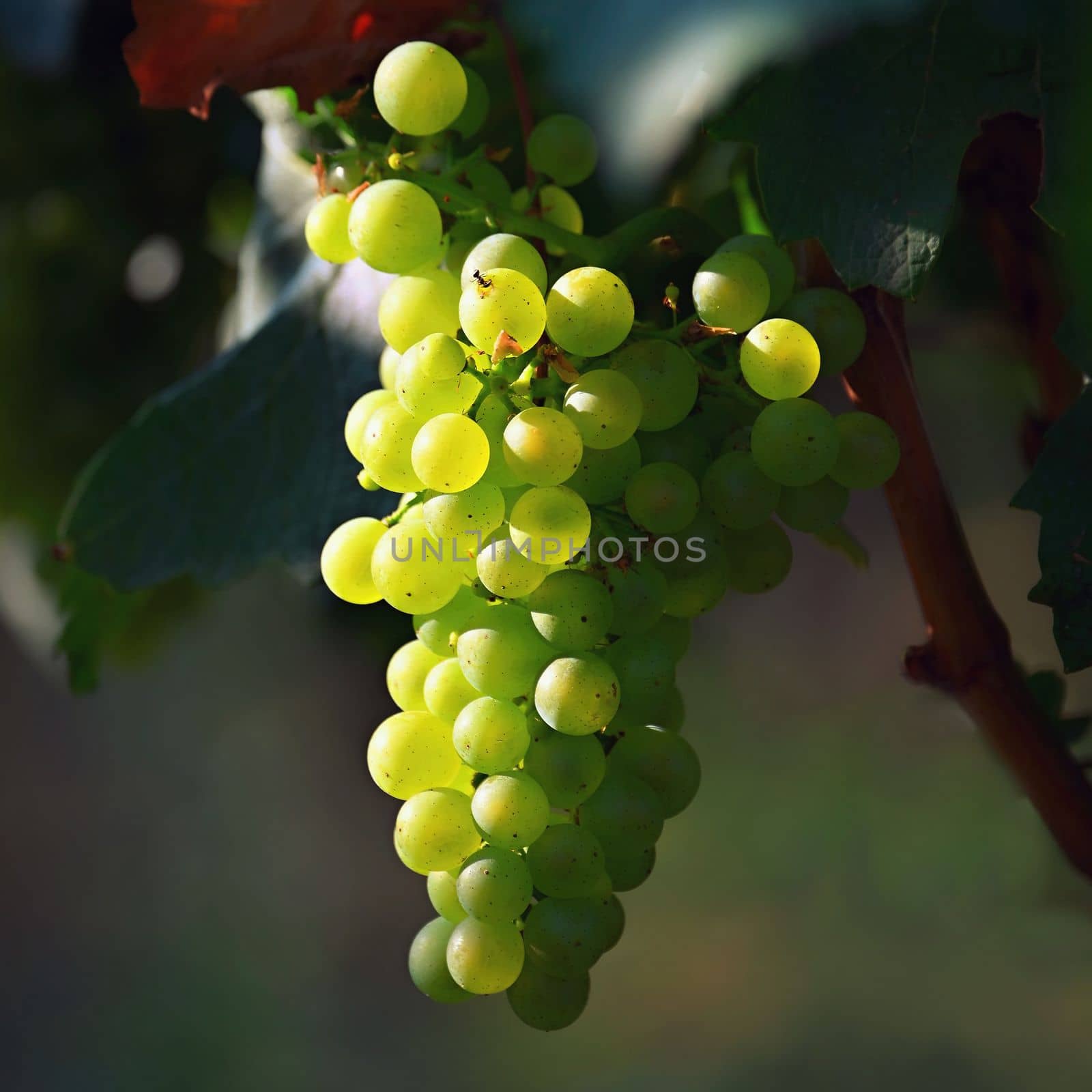 Beautiful fresh fruit - grapes growing in a vineyard. Harvest time - autumn fruit collection. South Moravian wine region - Palava - Czech Republic.