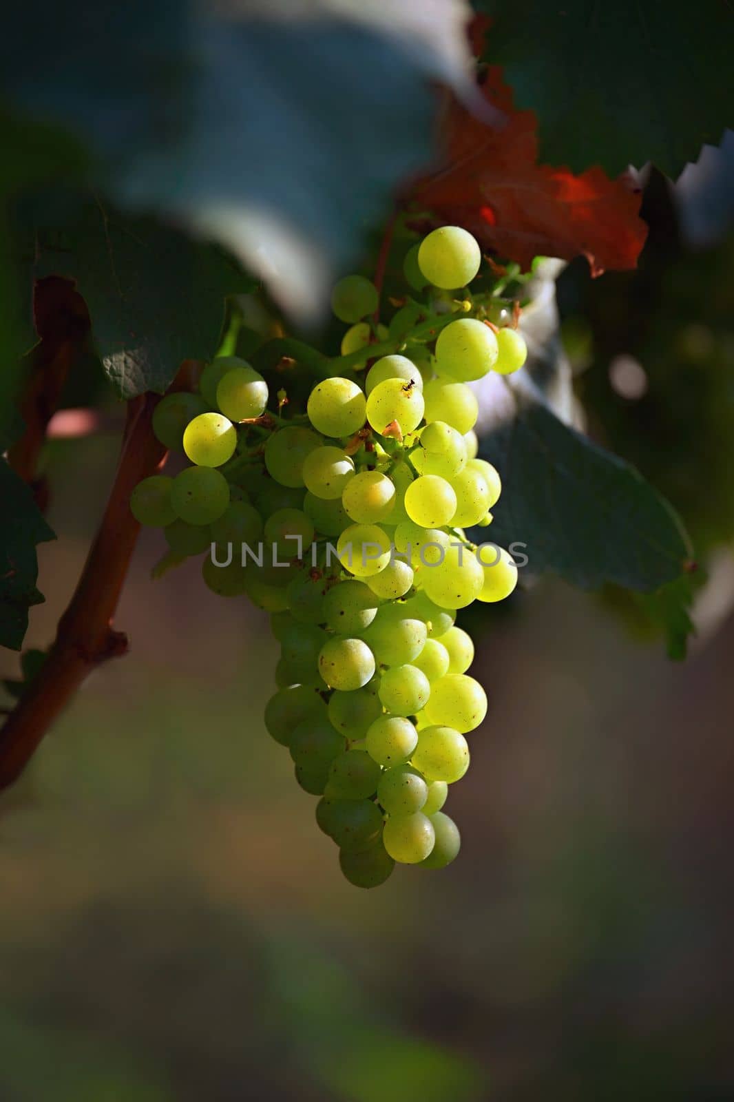 Beautiful fresh fruit - grapes growing in a vineyard. Harvest time - autumn fruit collection. South Moravian wine region - Palava - Czech Republic.