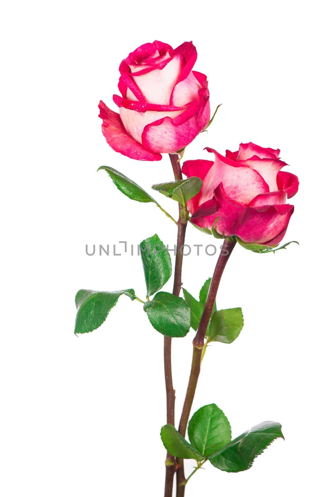 Rose flower with clipping path, side view. Beautiful roses on stem with leaves isolated on white background.