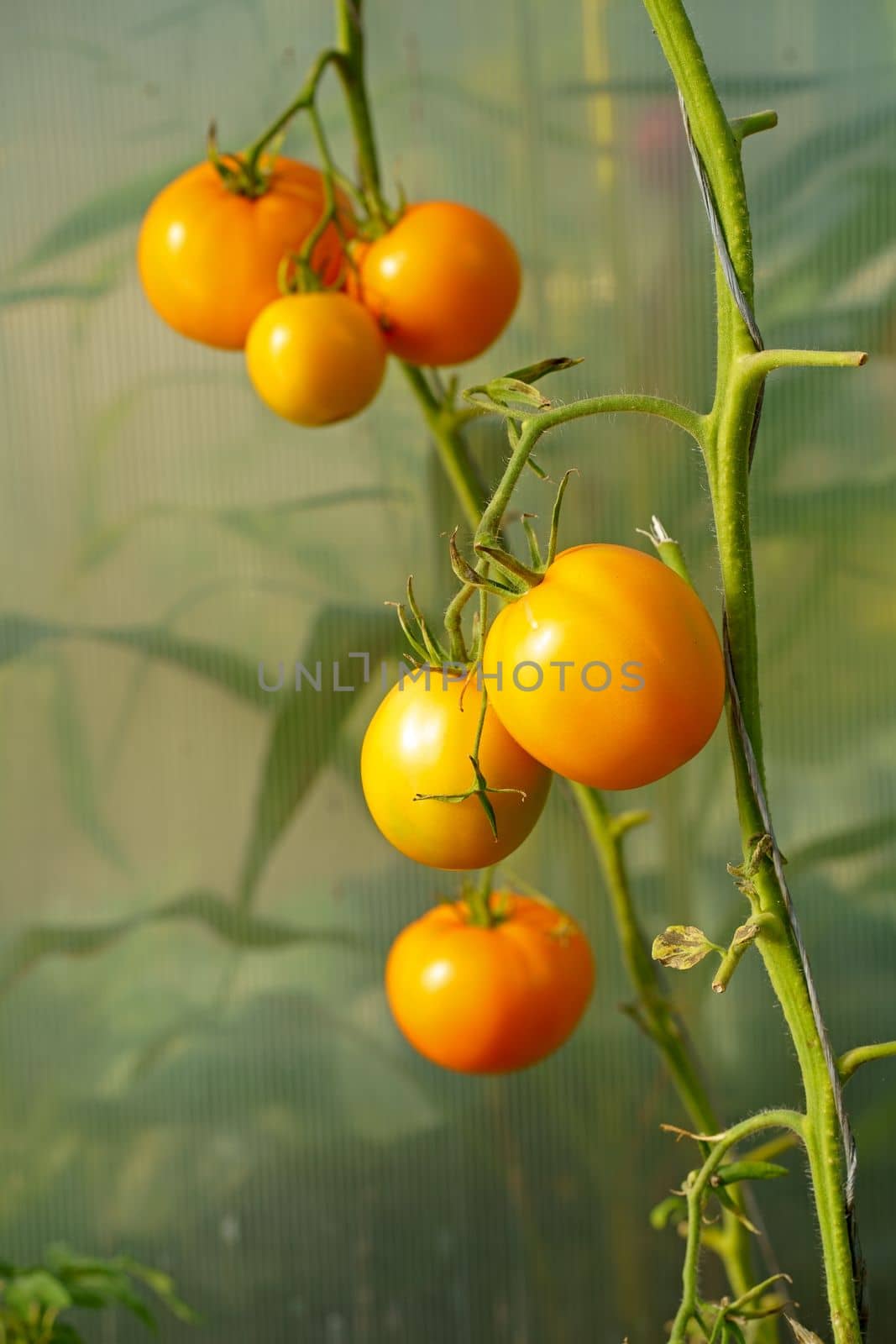 Yellow tomatoes of varying ripeness grow in a polycarbonate greenhouse. by aprilphoto