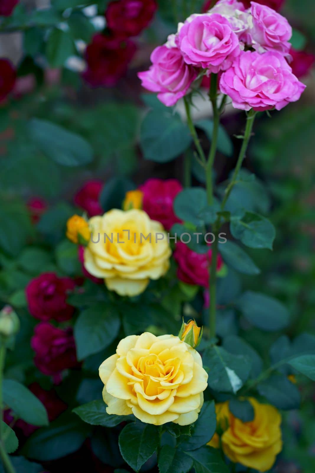 Beautiful pink climbing roses in summer garden with white background. Soft focus. by aprilphoto