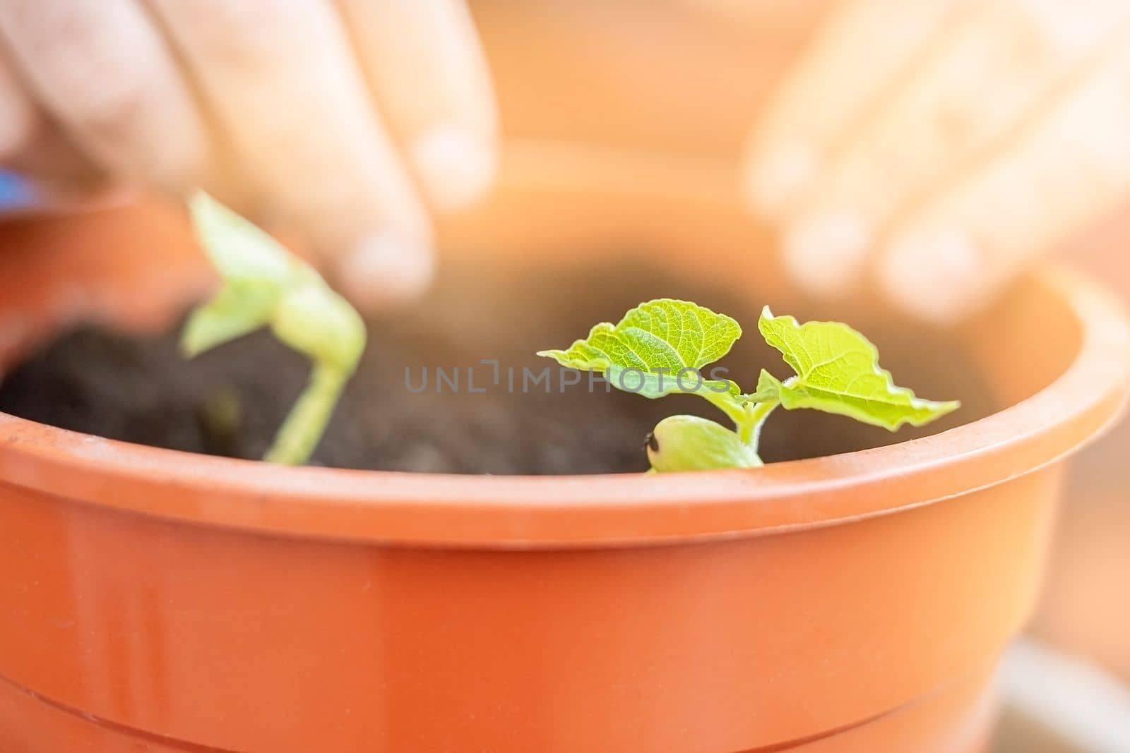 Hand planting young plant in a big pot. Lifestyle.