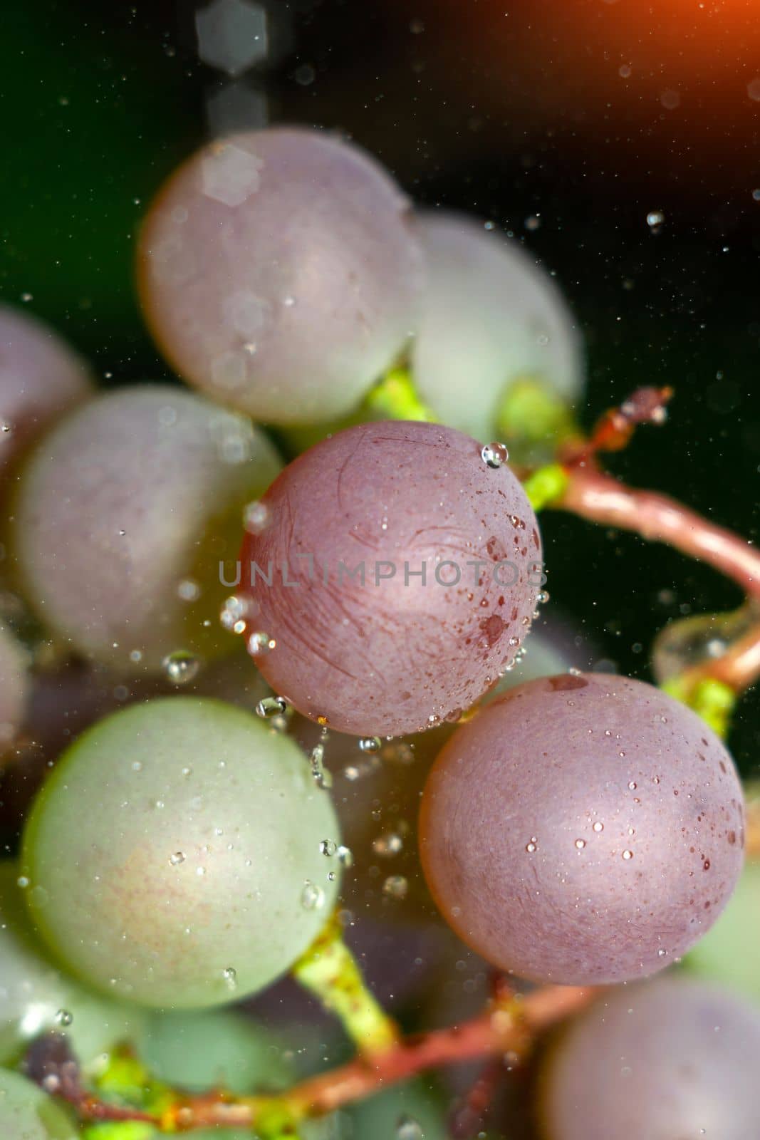 Juicy grapes close-up macro with drops of water. Background, texture, selective focus