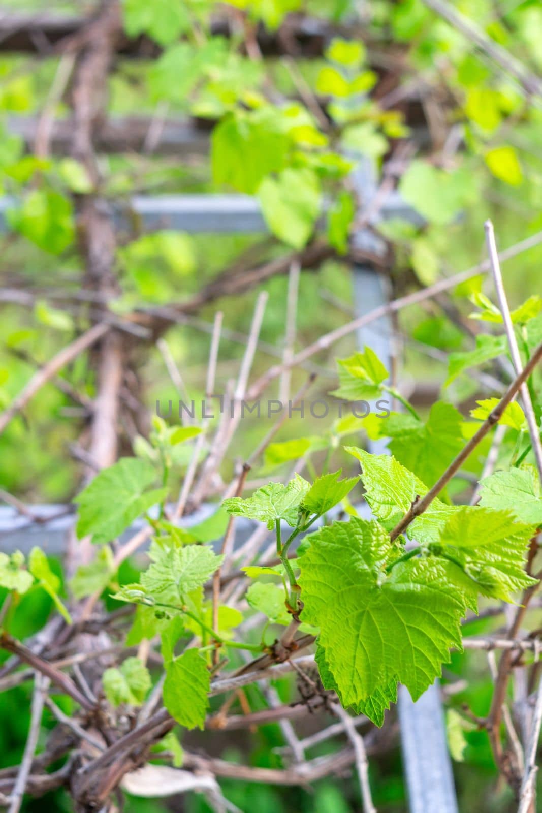 Green flowers of grape, the initial development of the grapes. Selective focus. Vertical photo by darksoul72