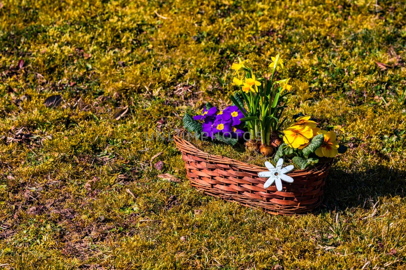 A basket of colorful flowers in a romantic spring mood on a lawn in sunlight as symbol of springtime