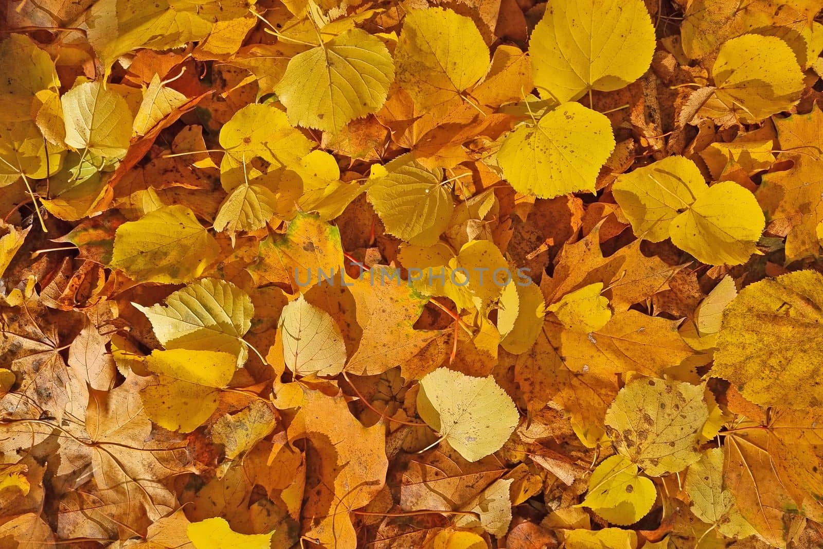 Bright background of autumn. Fallen yellow leaves on the ground. Autumn nature