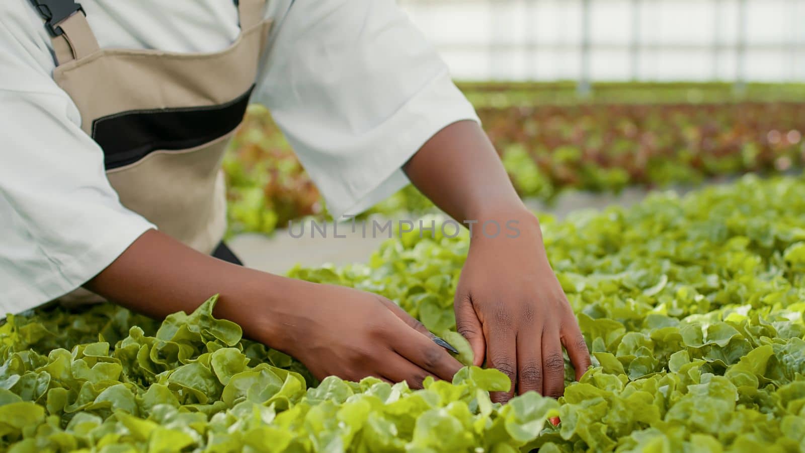 Closeup of woman hands inspecting plants doing quality control checking for pests in greenhouse. Selective focus on african american worker cultivating organic lettuce in hydroponic enviroment.