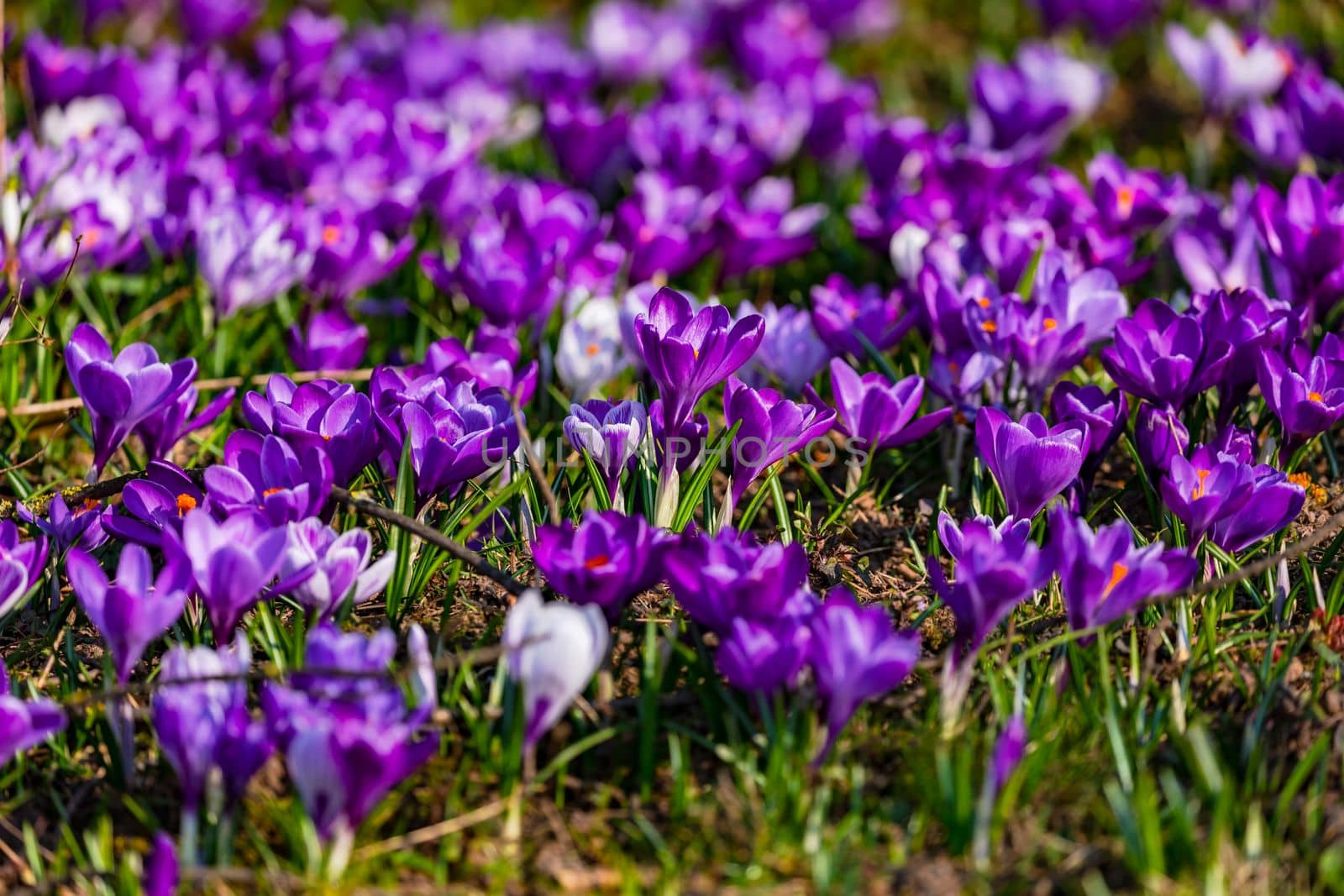 Close-up of a blooming sea of purple crocuses in a meadow as symbol of springtime