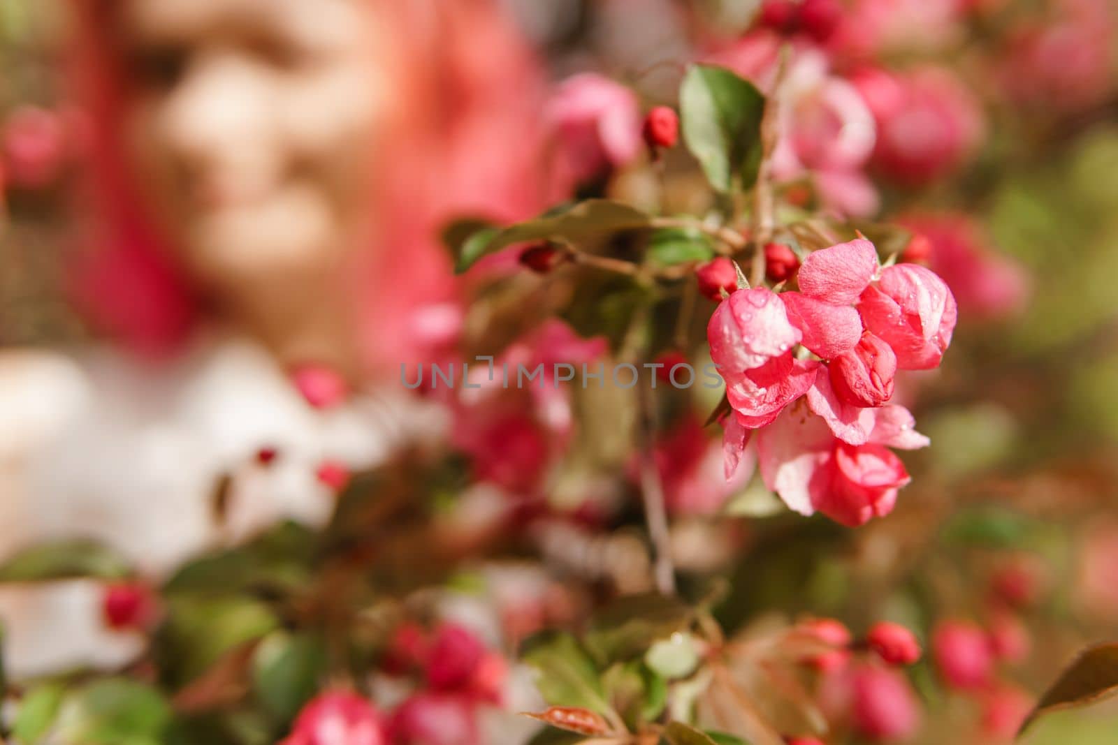 Pink flowers of blooming Apple trees close-up. Flowering Apple trees after the rain. Raindrops on the leaves.