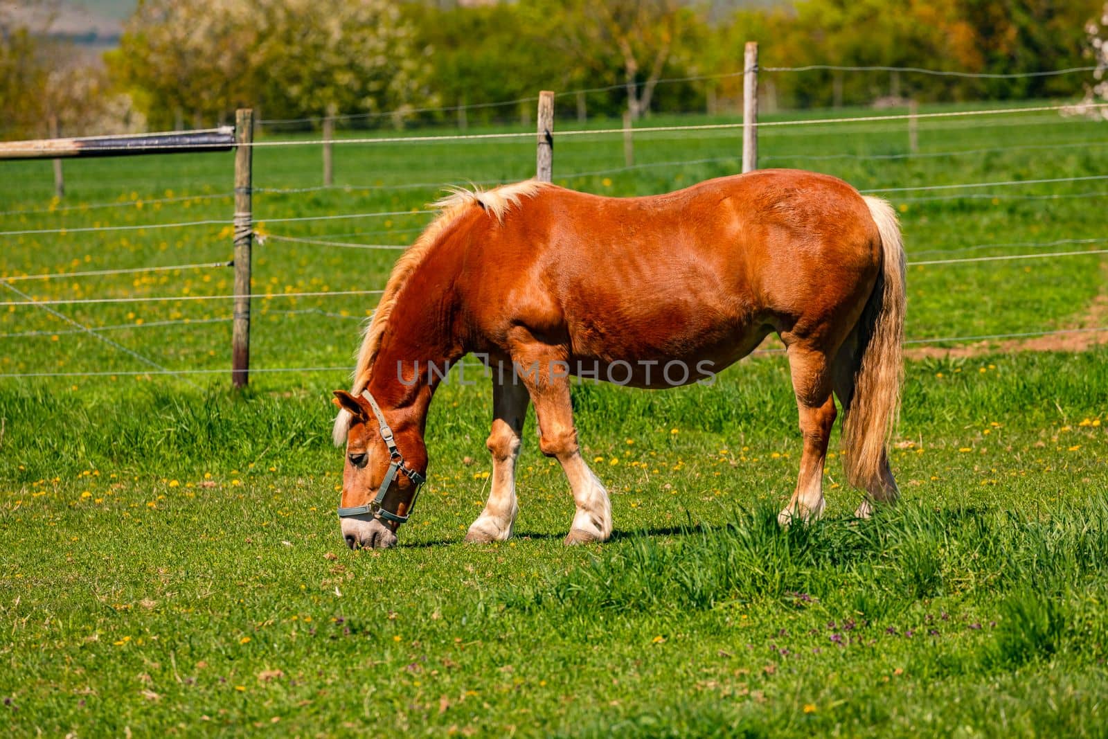 A distinctive and well-groomed red-brown horse grazes in a pasture against a beautiful backdrop