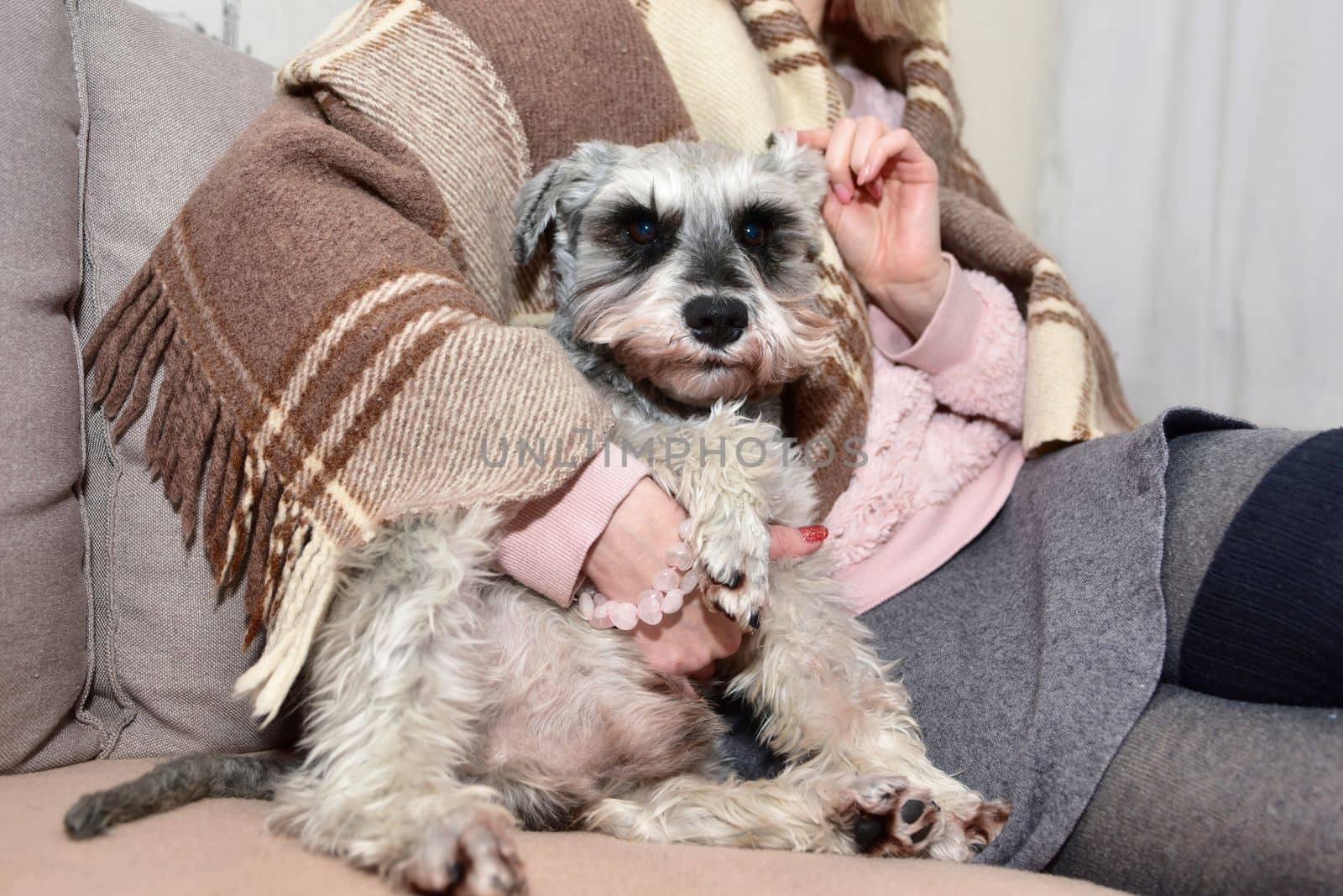 Gray schnauzer dog sits on a sofa and looks up at his beloved mistress, female hands stroke a happy dog. by Nickstock