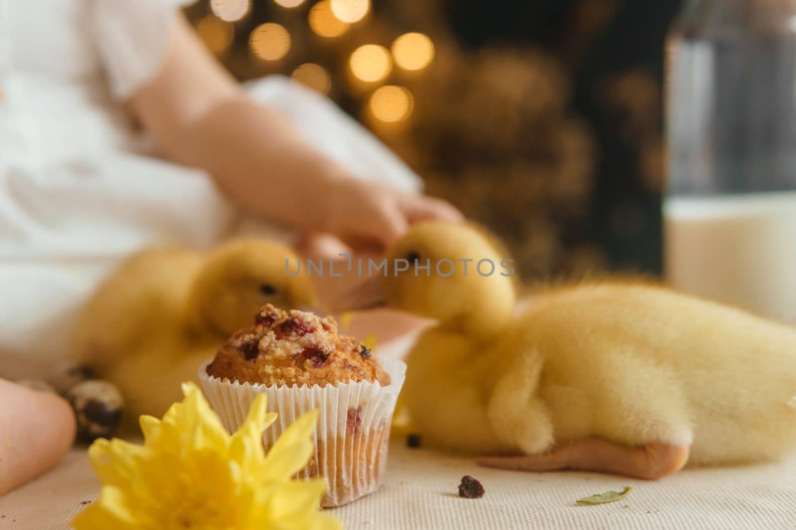 Cute fluffy ducklings on the Easter table with quail eggs and Easter cupcakes, next to a little girl. The concept of a happy Easter.