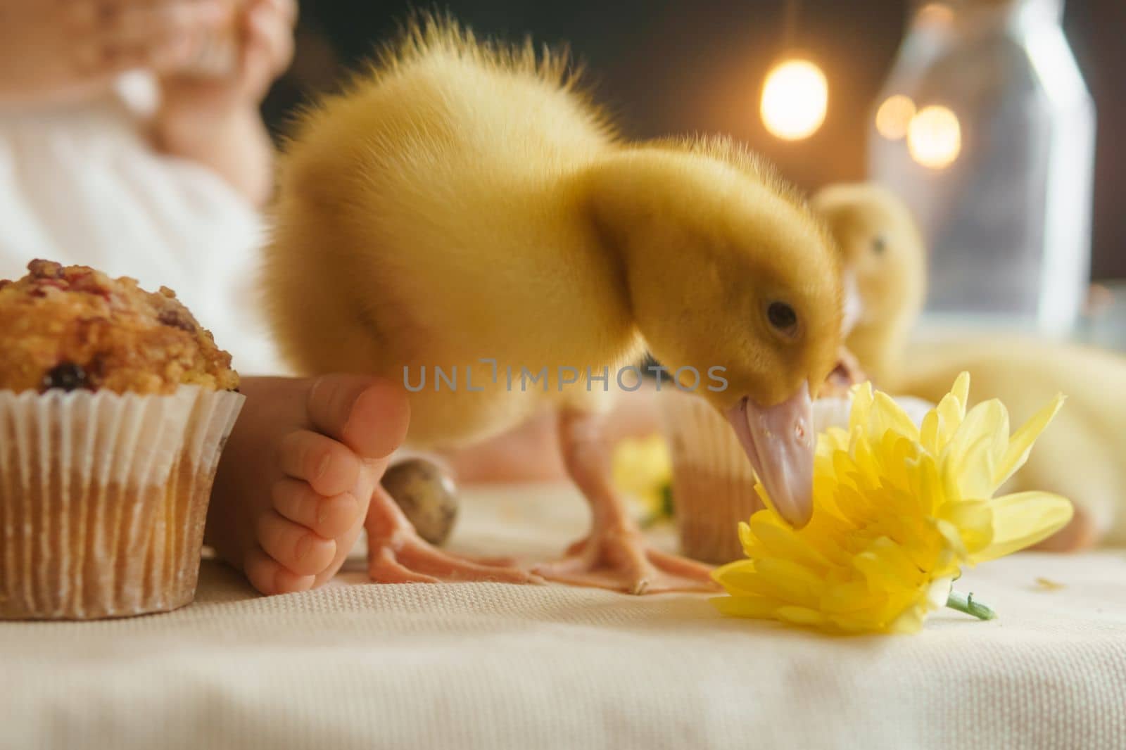 Cute fluffy ducklings on the Easter table with quail eggs and Easter cupcakes, next to a little girl. The concept of a happy Easter.