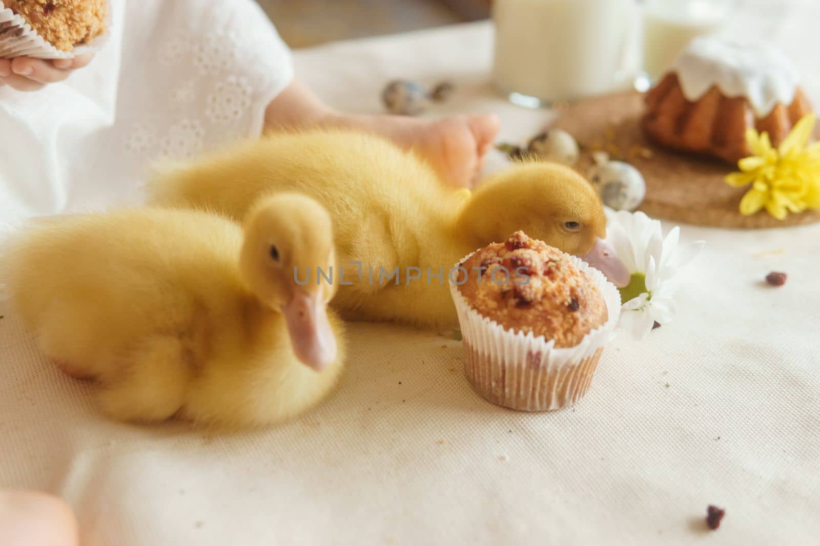 Cute fluffy ducklings on the Easter table with quail eggs and Easter cupcakes, next to a little girl. The concept of a happy Easter.