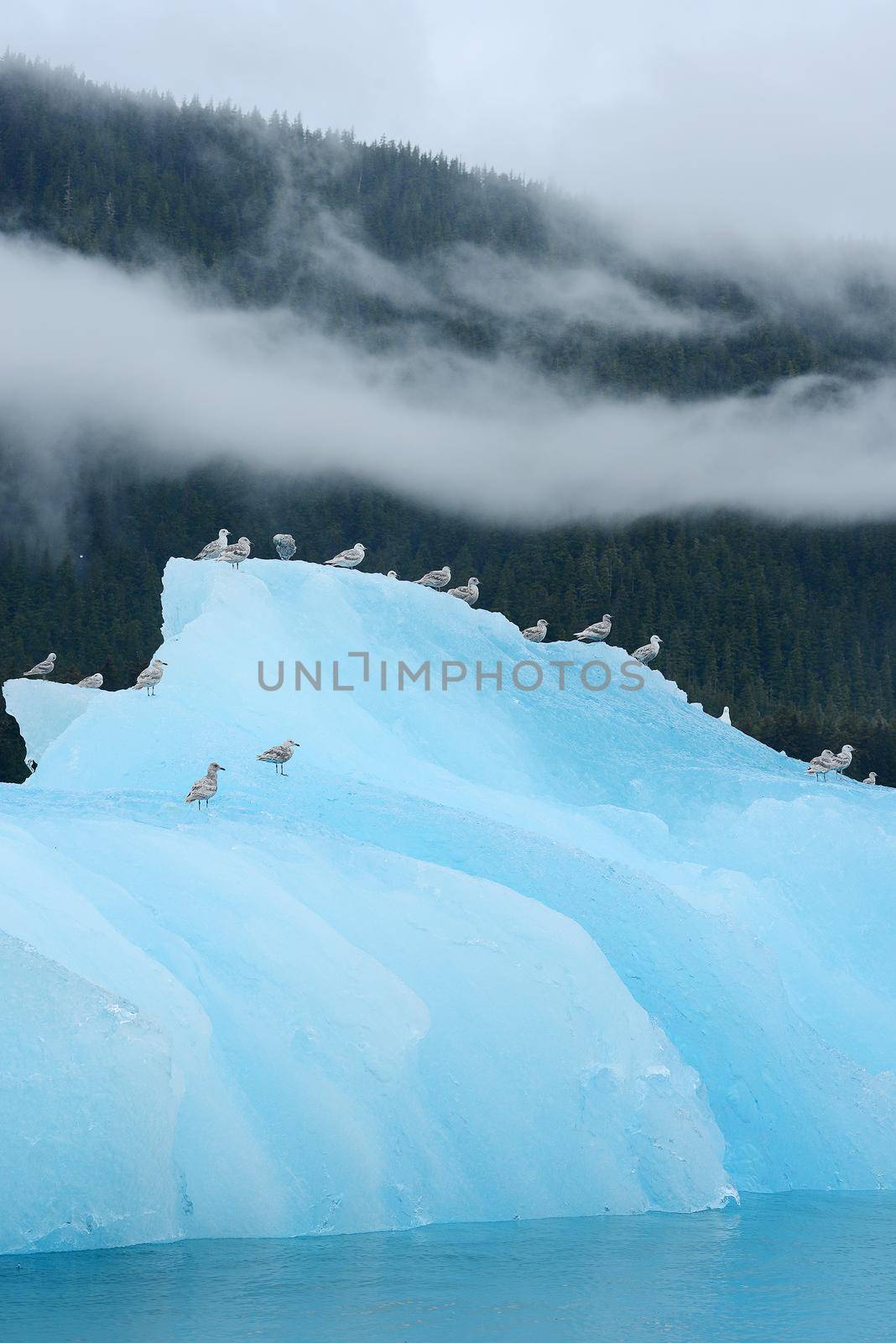 birds with blue iceberg floating in alaska