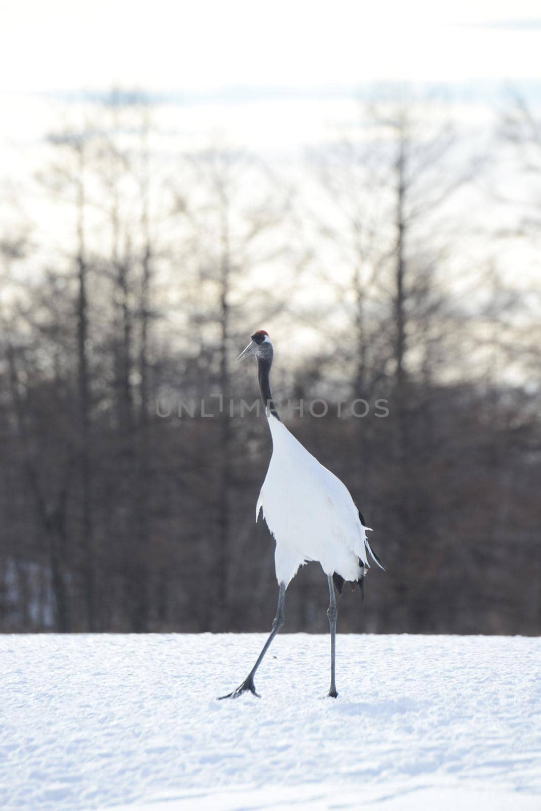 Japanese crane in Hokkaido