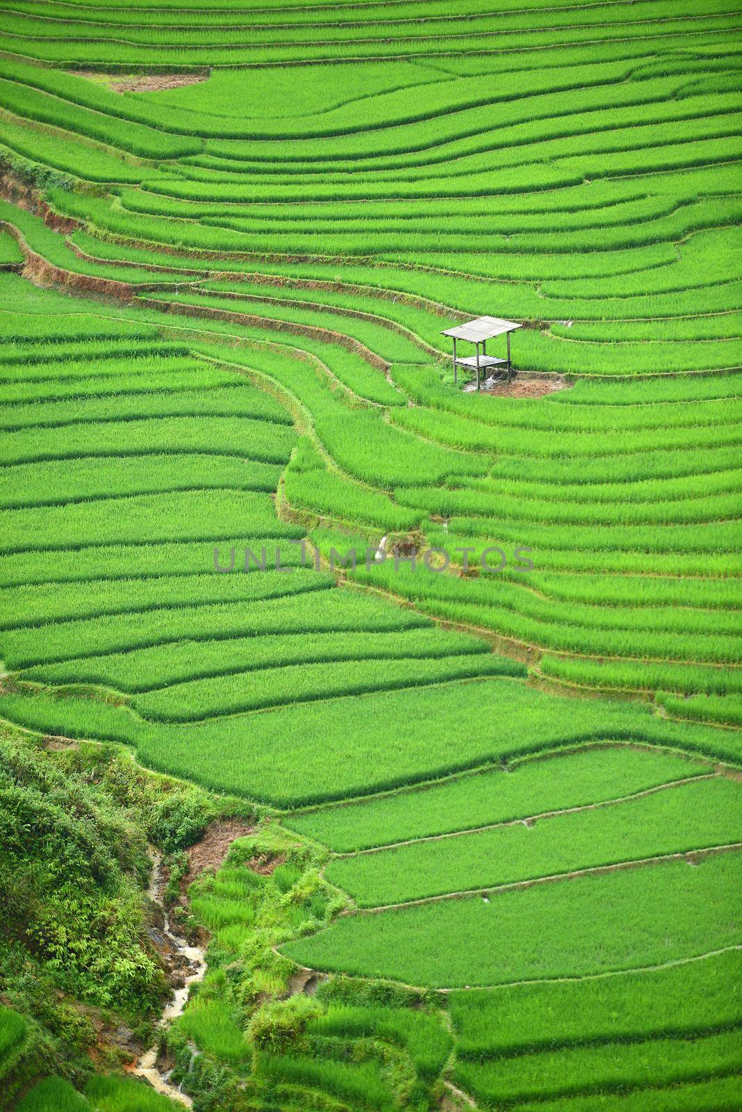 green rice field by porbital