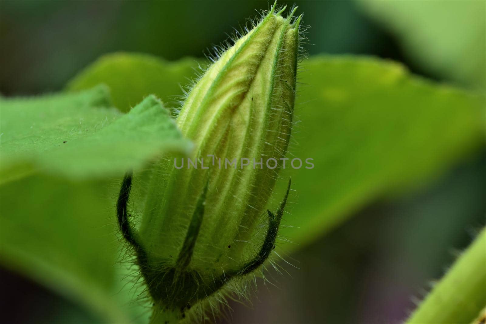 One green closed pumkin blossom against a blurred background